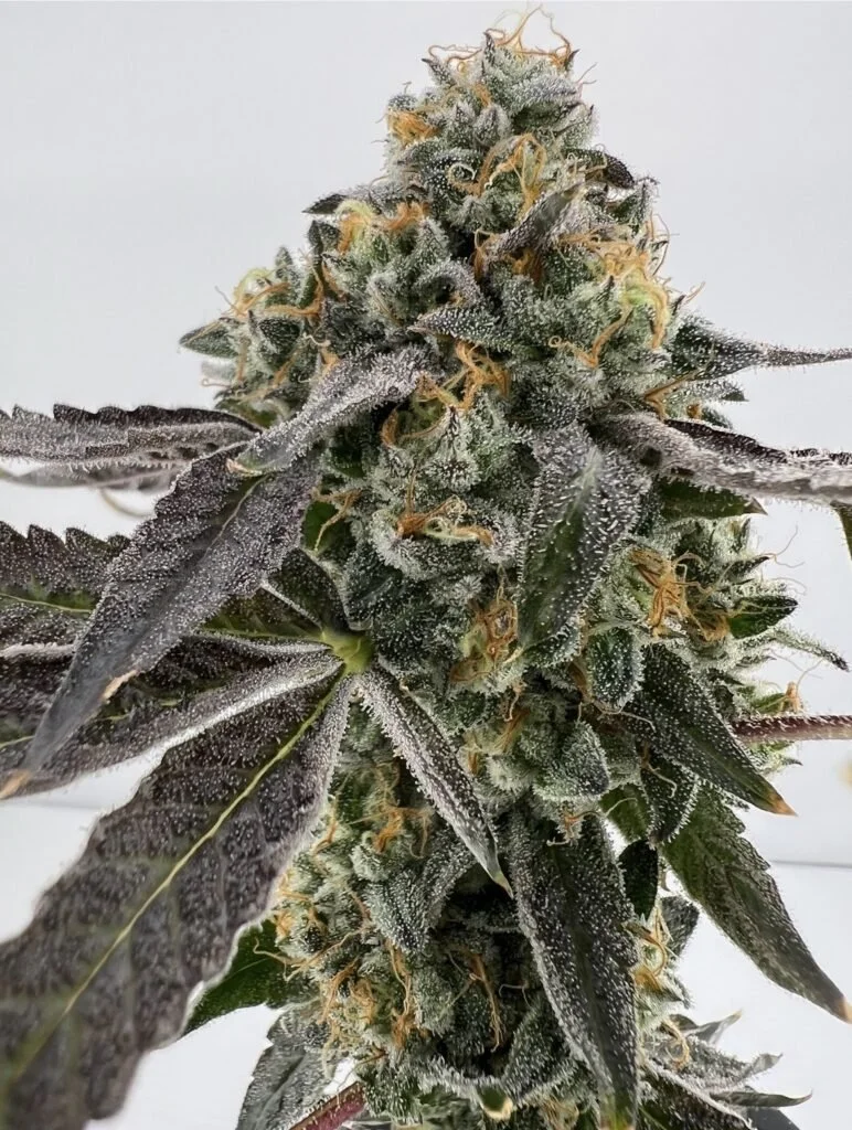 Close-up of a cannabis plant with dense buds covered in trichomes and orange pistils.