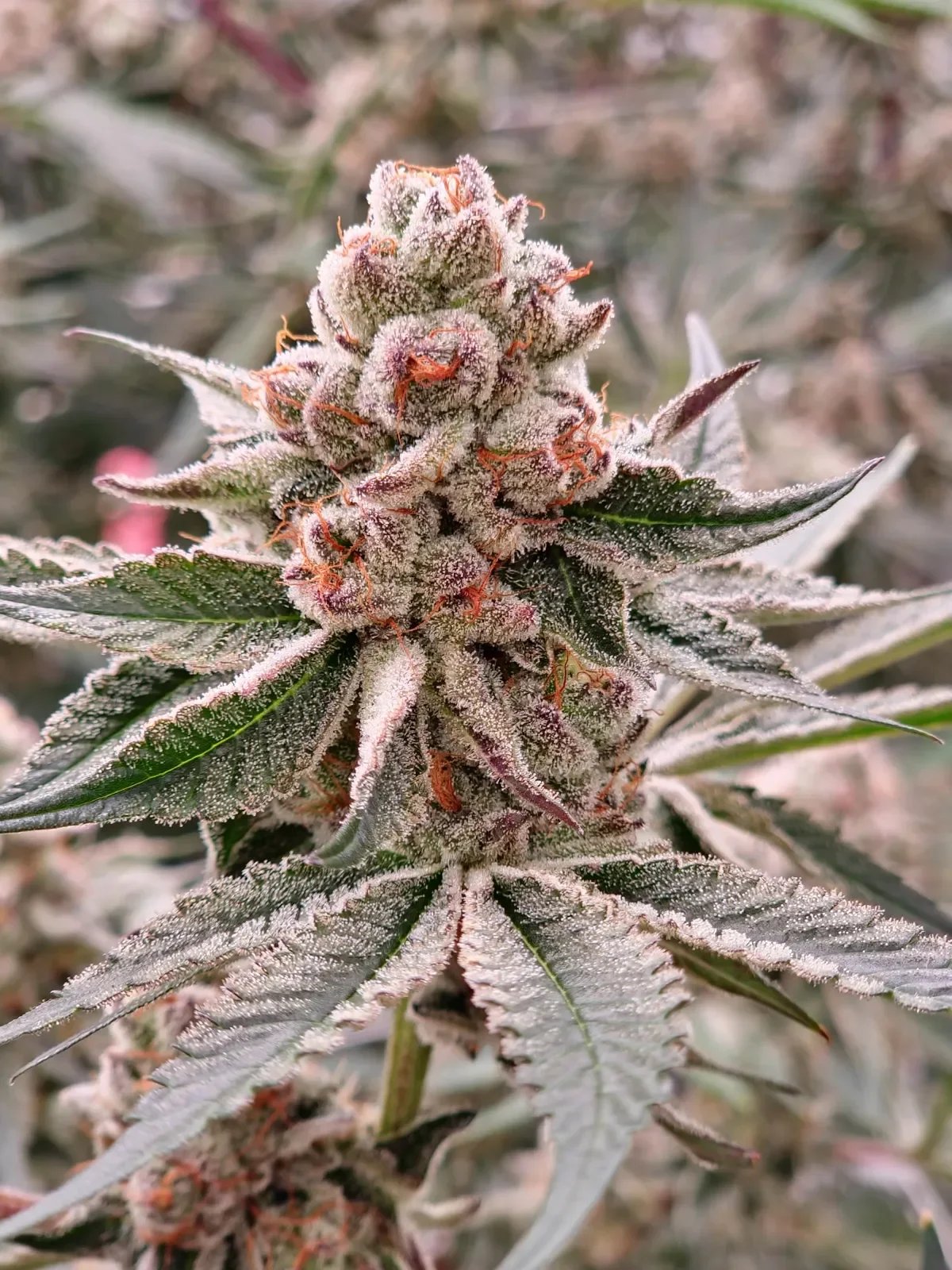 Close-up of a cannabis plant with dense, resin-coated buds and trichomes, surrounded by jagged green leaves.