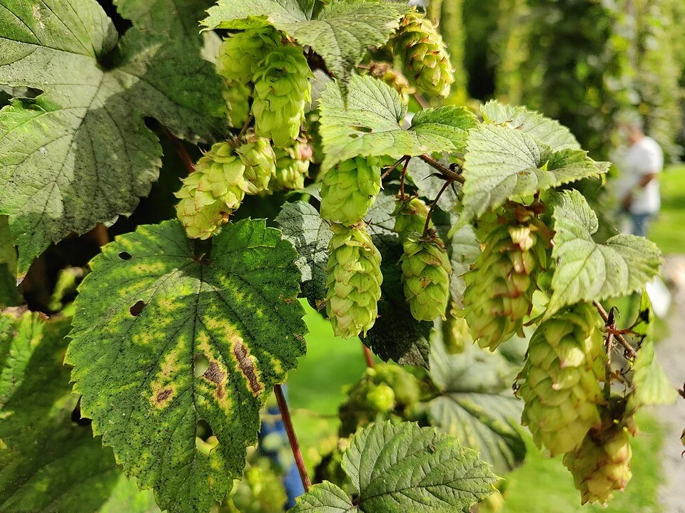 hops-plant-starbird-salem-humulene
