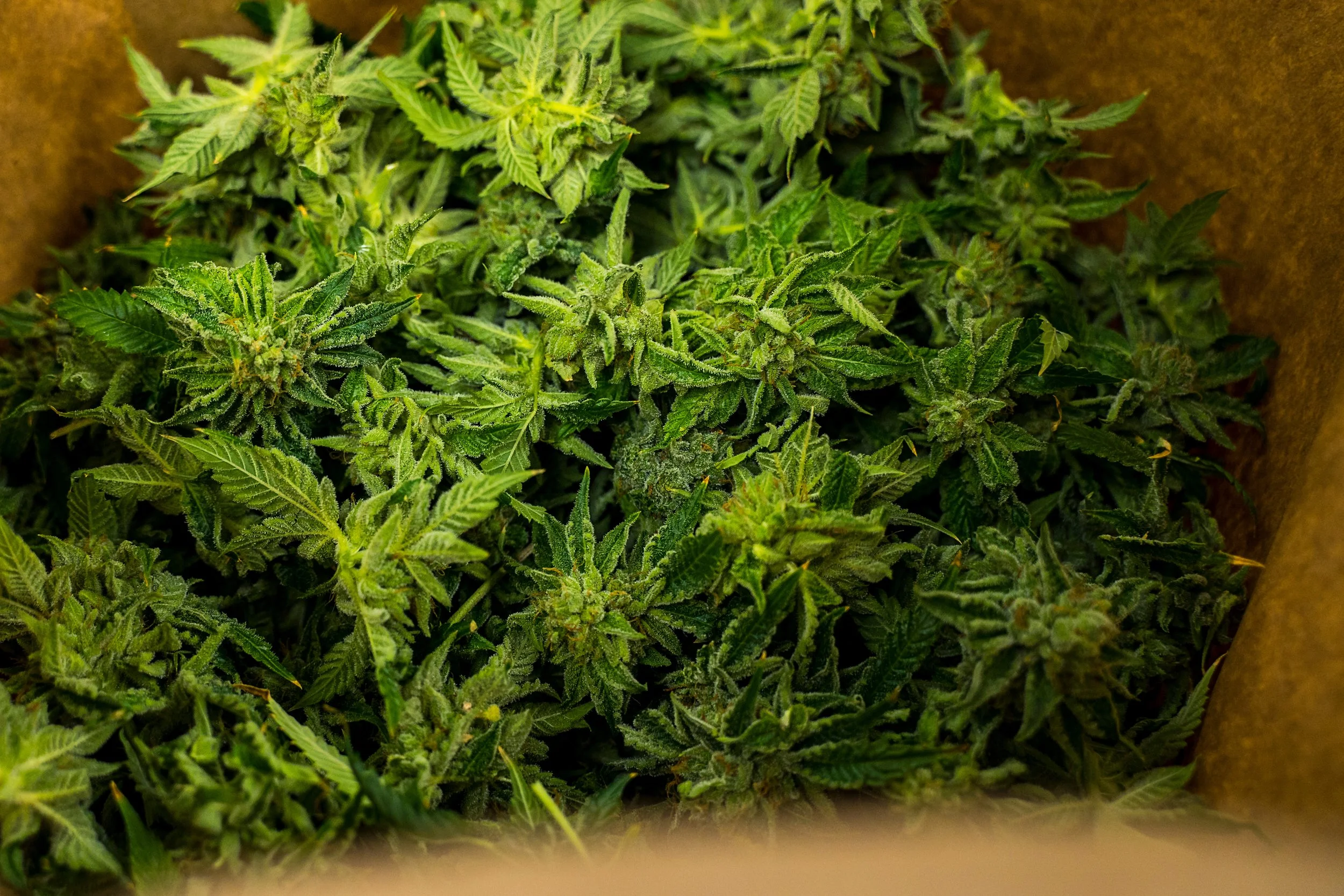 fresh cannabis flower starbird dispensary