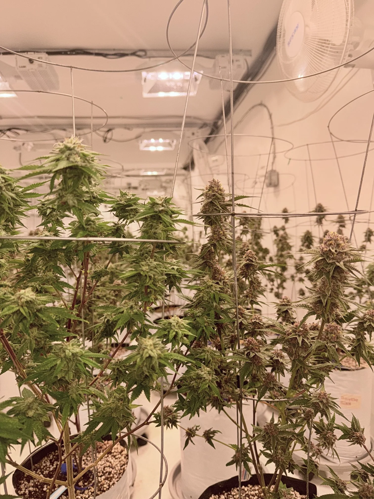 starbird-salem-grow-facility-strains