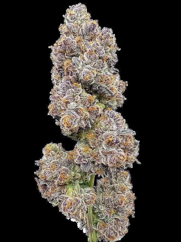 purple-parfait-trifecta-farms-starbird-salem