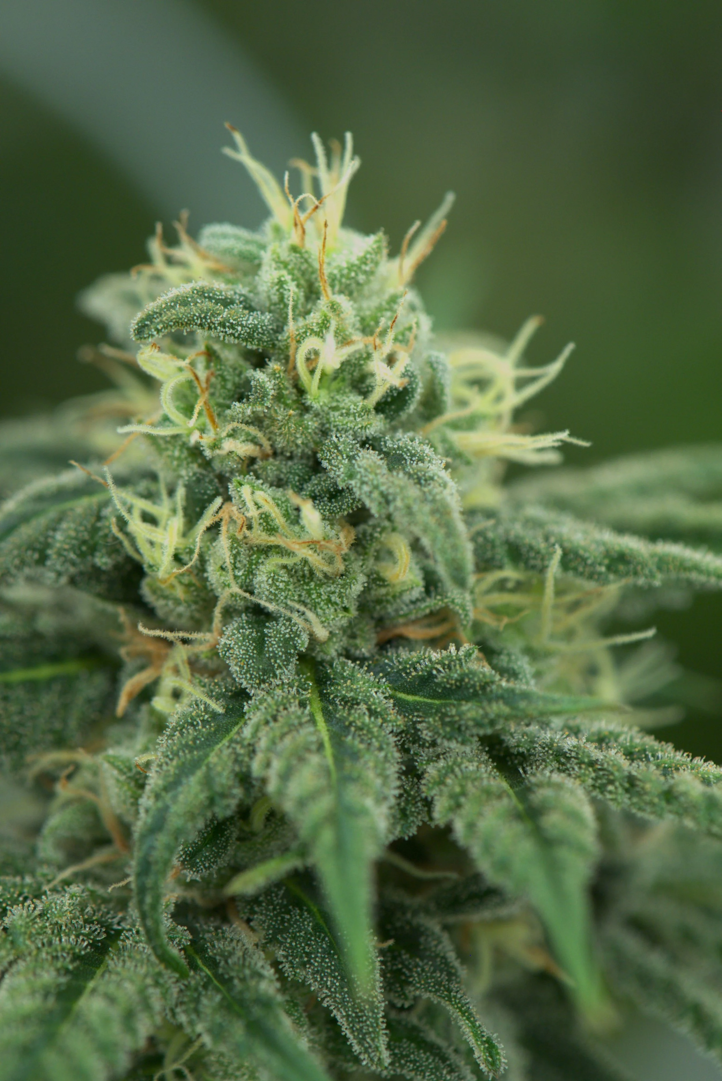 papaya-splash-starbird-cannabis-salem-cultivation