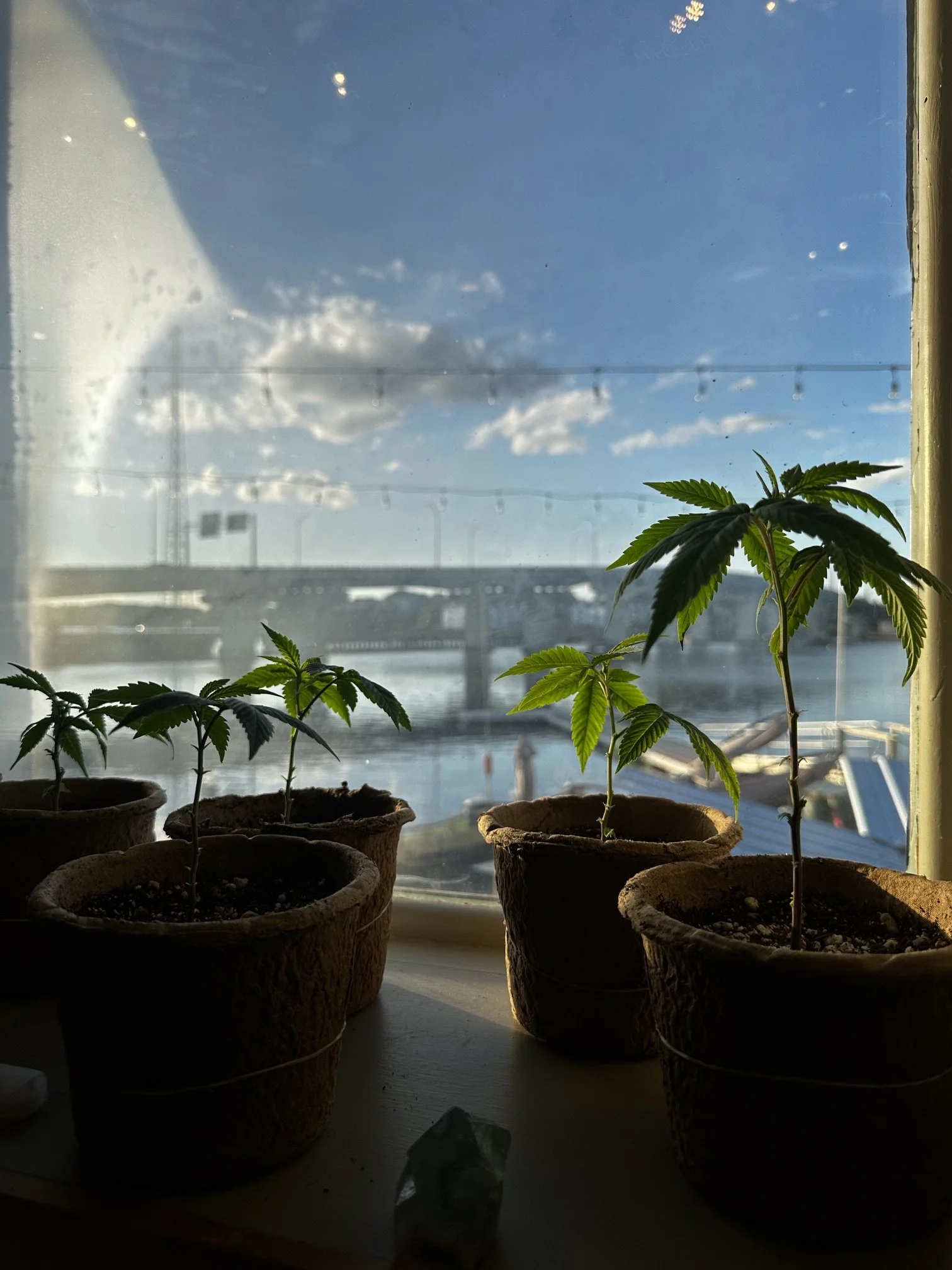 hindu-kush-super-silver-haze-clones-starbird-salem-cannabis-dispensary