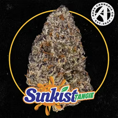 A cannabis bud labeled as 'Sunkist Tangie' with a 'Delhi Cannabis Co.' logo in the top right corner.