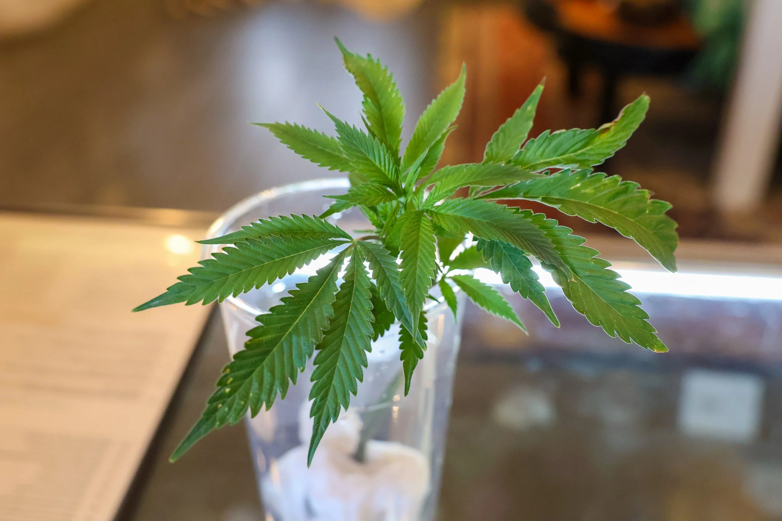 Close-up of a cannabis plant with green leaves in a clear glass container.
