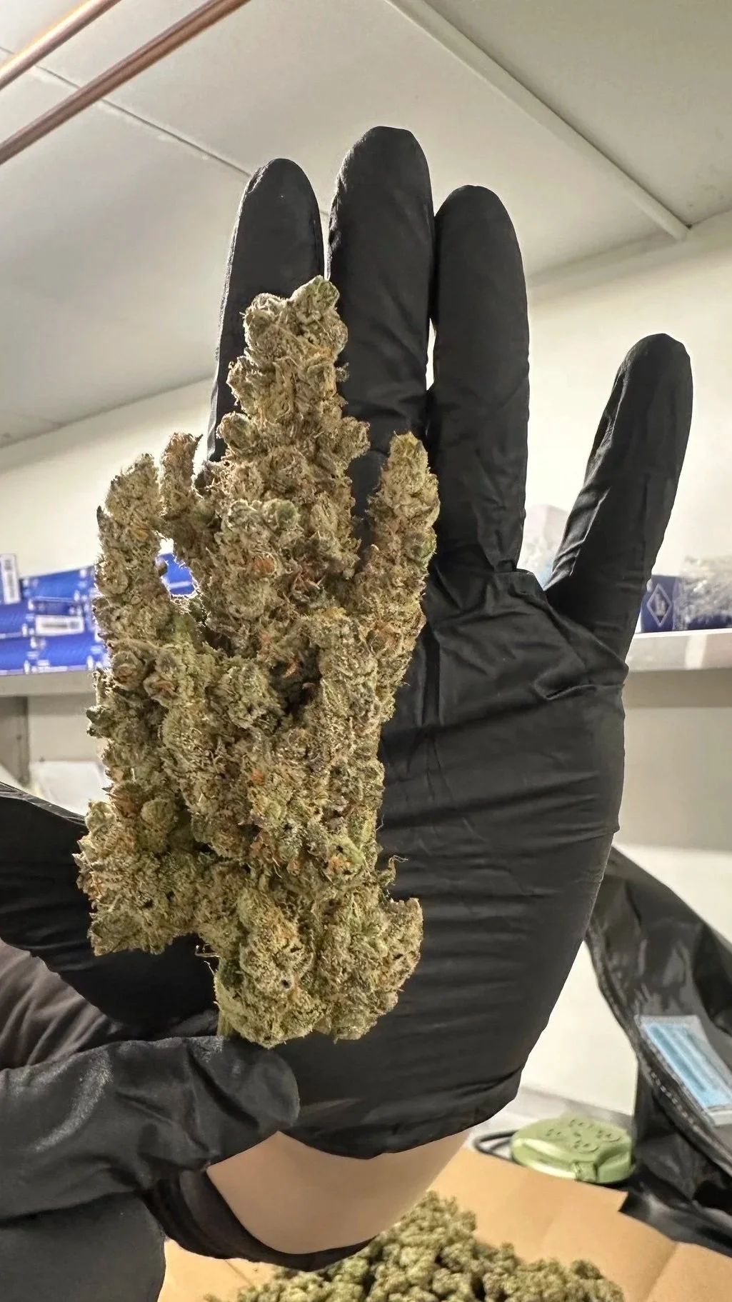 big-weed-nugs-starbird-cannabis-dispensary-salem