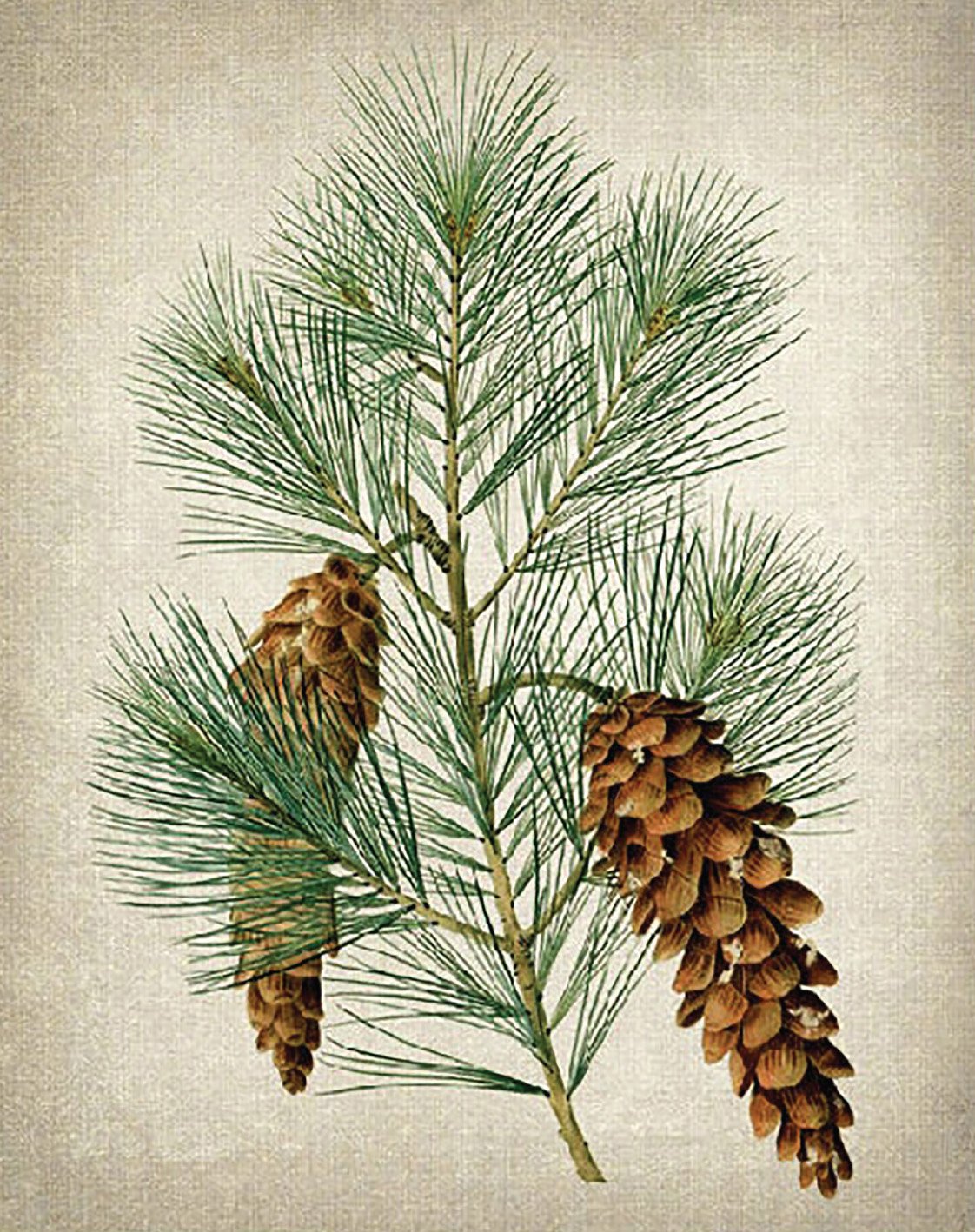 Creative services visual identity of local pine for Nash & Co.