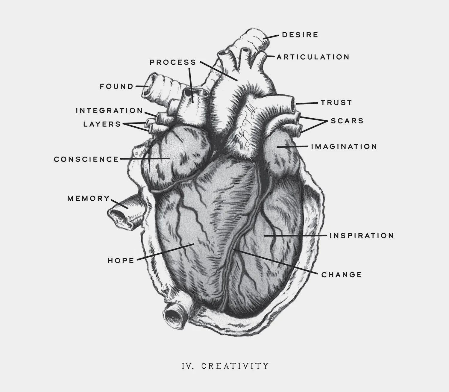 'IV Creativity' vintage anatomical human heart illustration with custom typography by Ken Murphy 