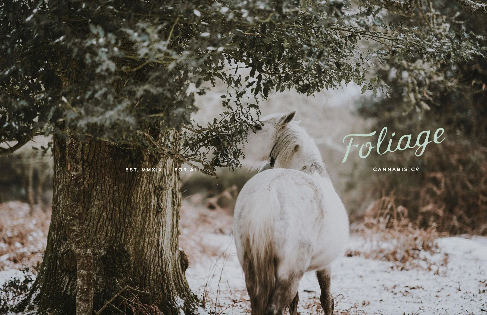 Print, web and social marketing visuals for Foliage Cannabis Co. by Murphy Empire