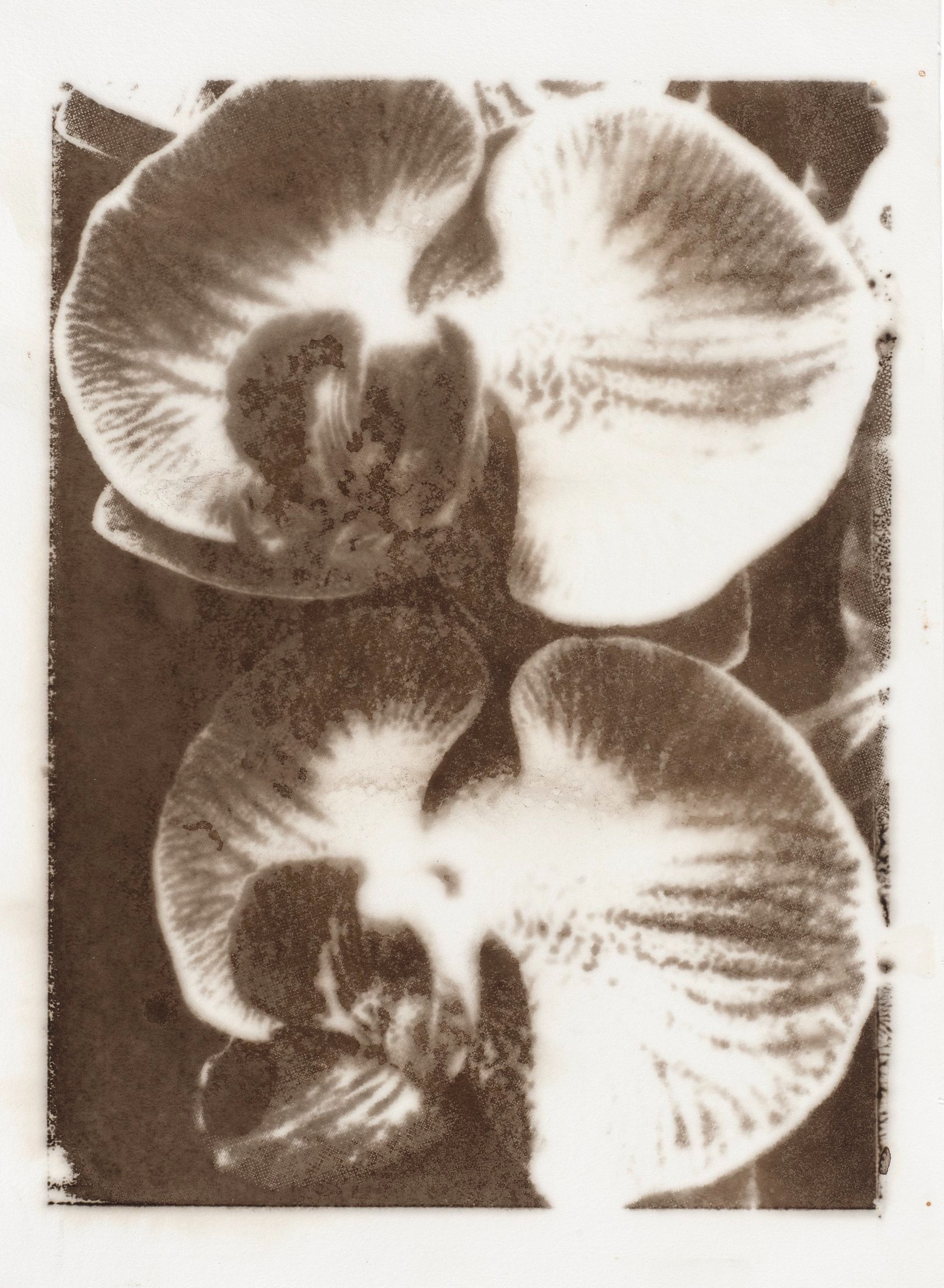 LUCY_KIM_ORCHIDS+3%286_28_22+Printing%29_trimmed.jpg