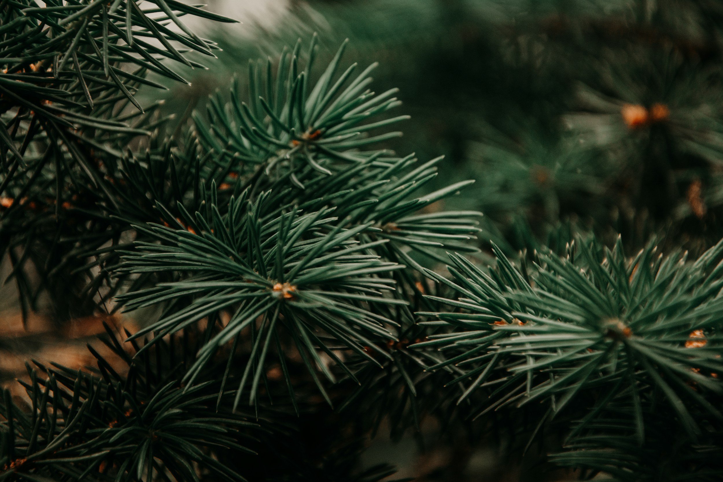 Conifers: A Gardener’s Guide