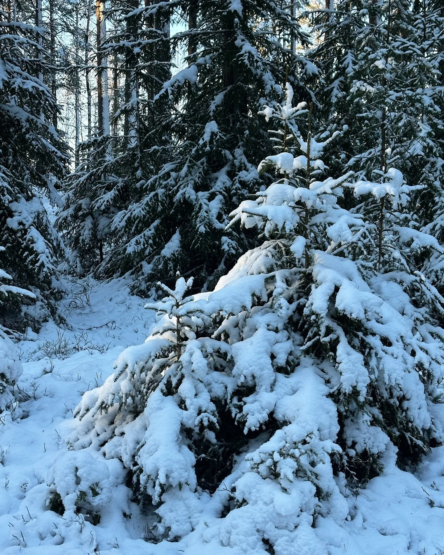 Suomisunnuntai: luminen mets&auml;lenkki ja itsetehdyt perunamuussi &amp; lihapullat ❤️❄️🌟 

#sunnuntaik&auml;velyll&auml; #suomiruokaa #kotona