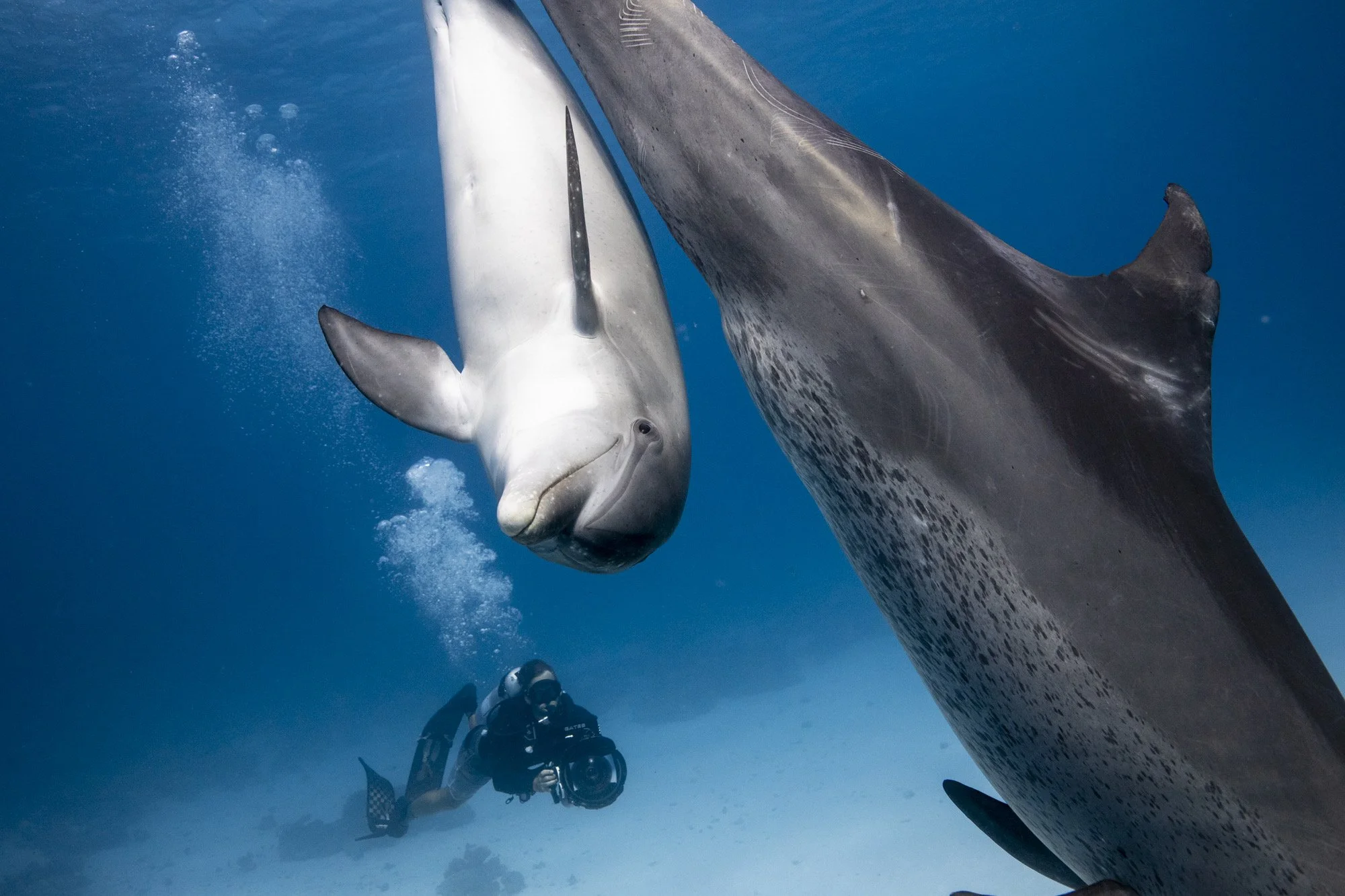 20220613_OS_DOLPHIN-386 2.JPG