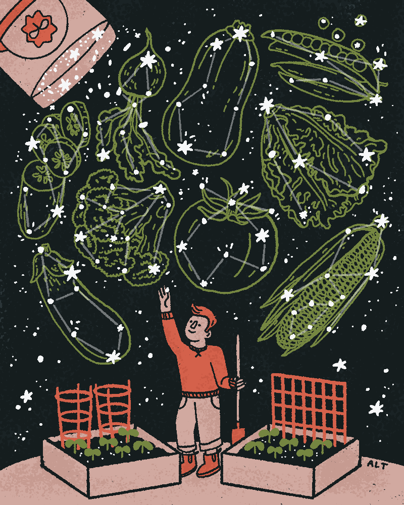 saveur gardening seeds illo.png