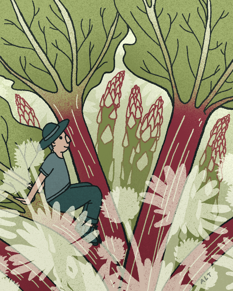 saveur plot to plate perennials illo.png