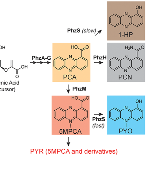 Environmental redox conditions and strain variation define phenazine-mediated antagonism in co-infecting bacteria