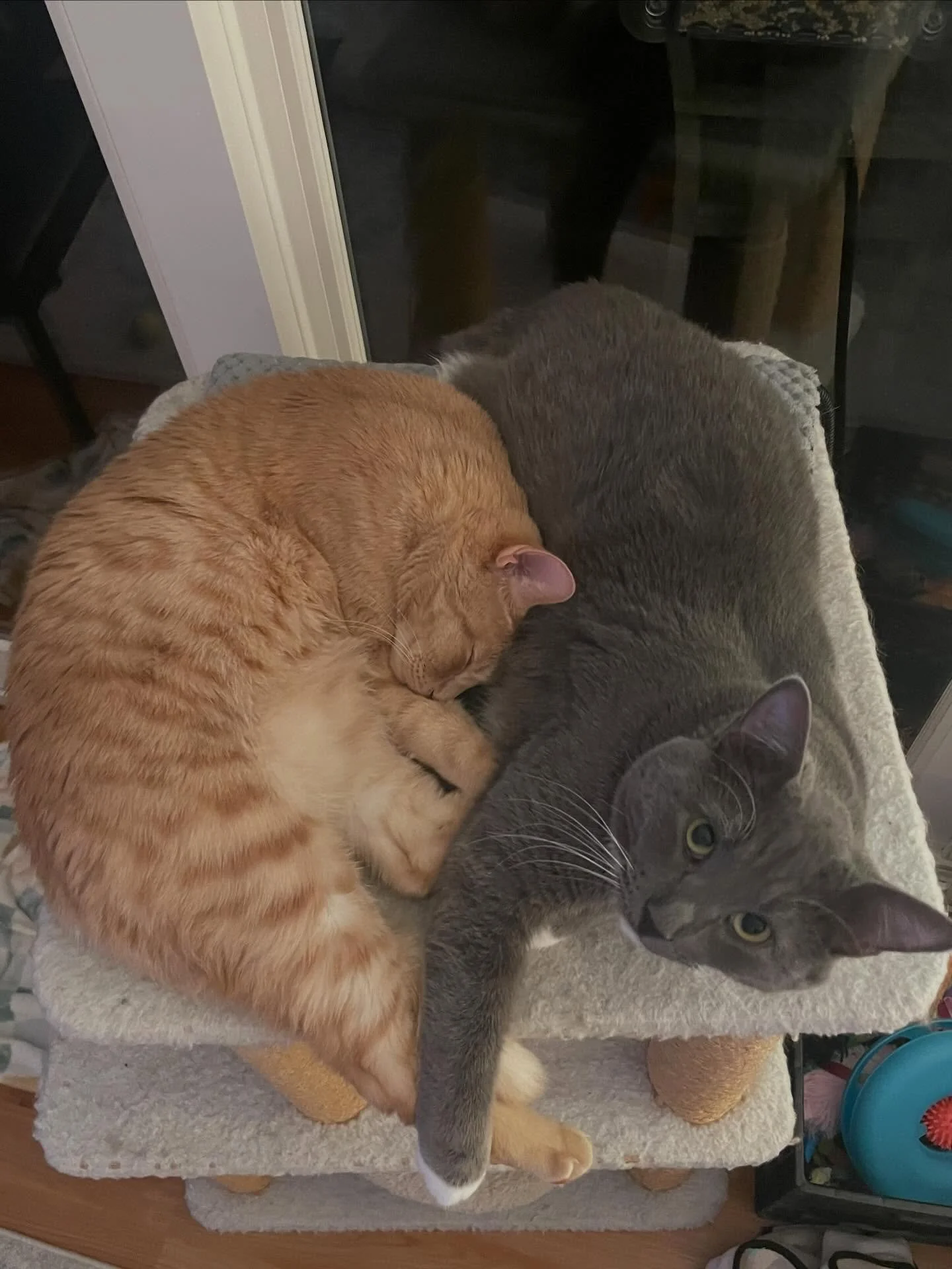 Happy Gotcha Day Trooper! 🐈&zwj;⬛

Thanks to @nfcountrykid this little guy was given a second chance at life. He was found as a kitten dragging his leg which ultimately needed to be amputated. 

Post surgery I took him under my wing, but it was my o