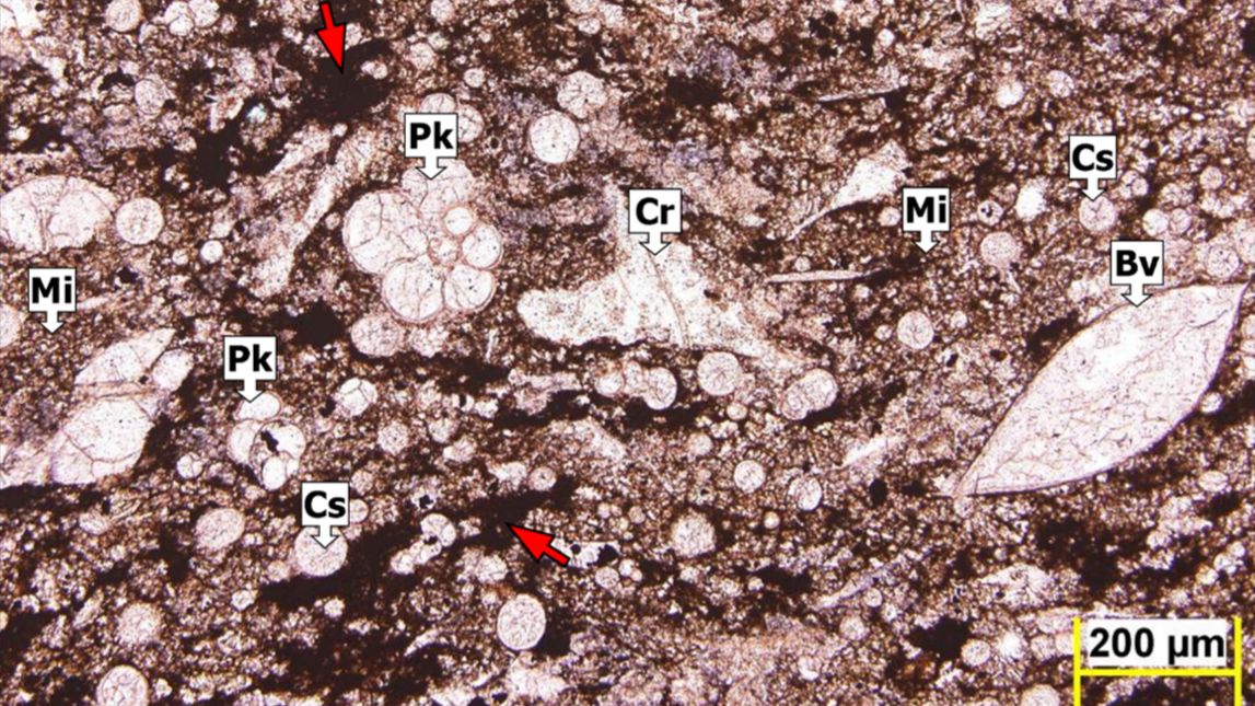 Organic Geochemistry