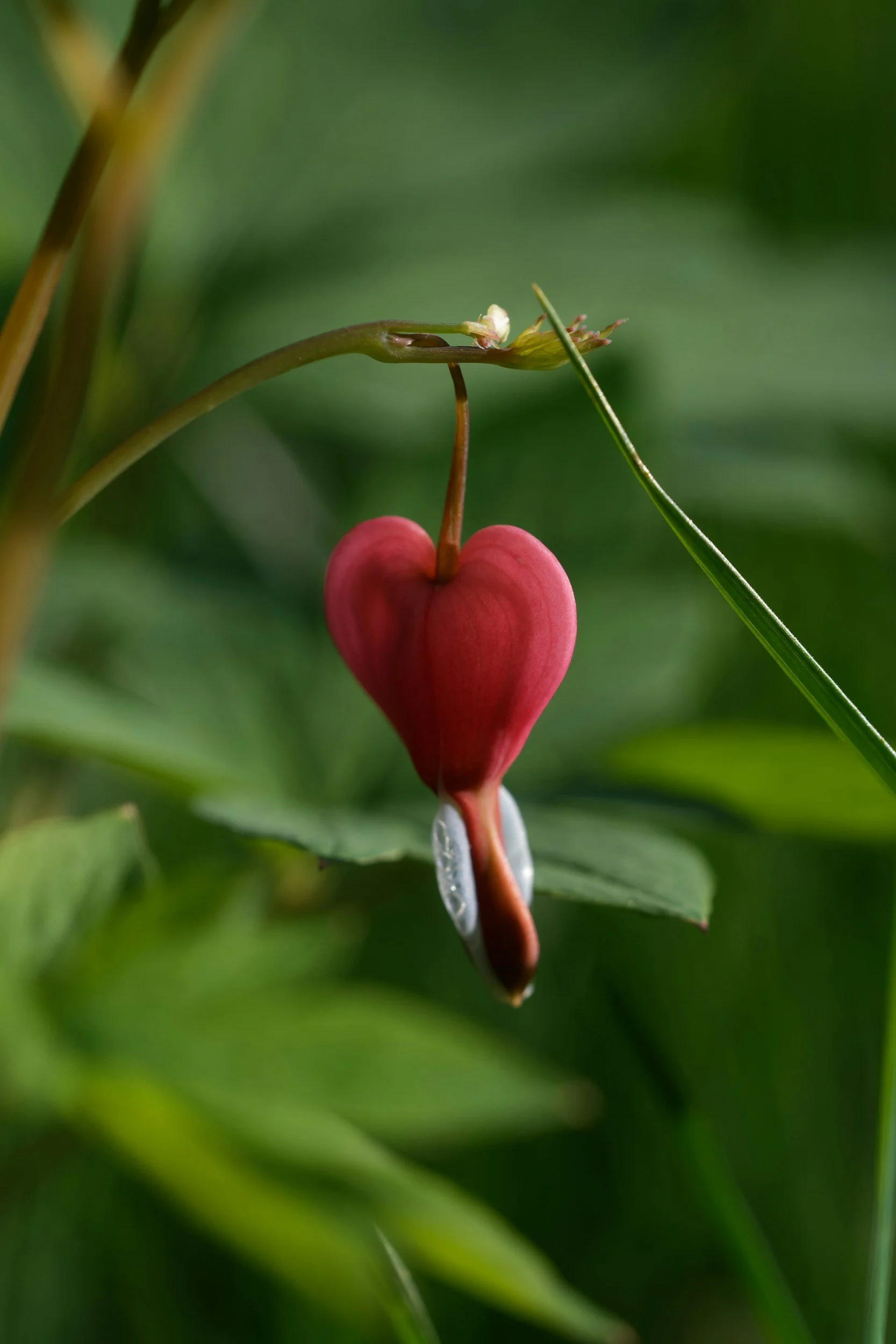 8 Week VBOHC Certification Course for Heart Disease
