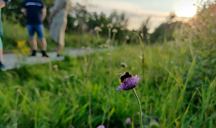 Vildt liv i byen - Fugle, dyr og biodiversitet