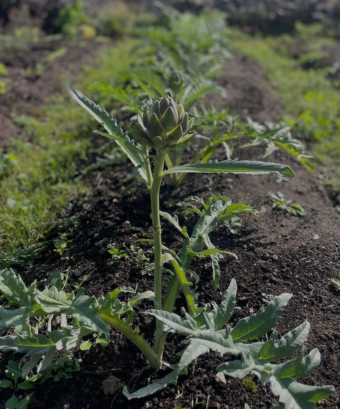 Sensommersol, gødning og grøntsager ☀️
Alle er velkommen i haven 🌱
#frederiksberg #hospitalsgrundenfrb #bæredygtigbyggeri #bæredygtighed #fællesskabet #kbh #fælleshave
