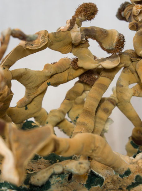 Masterclass i mycelium