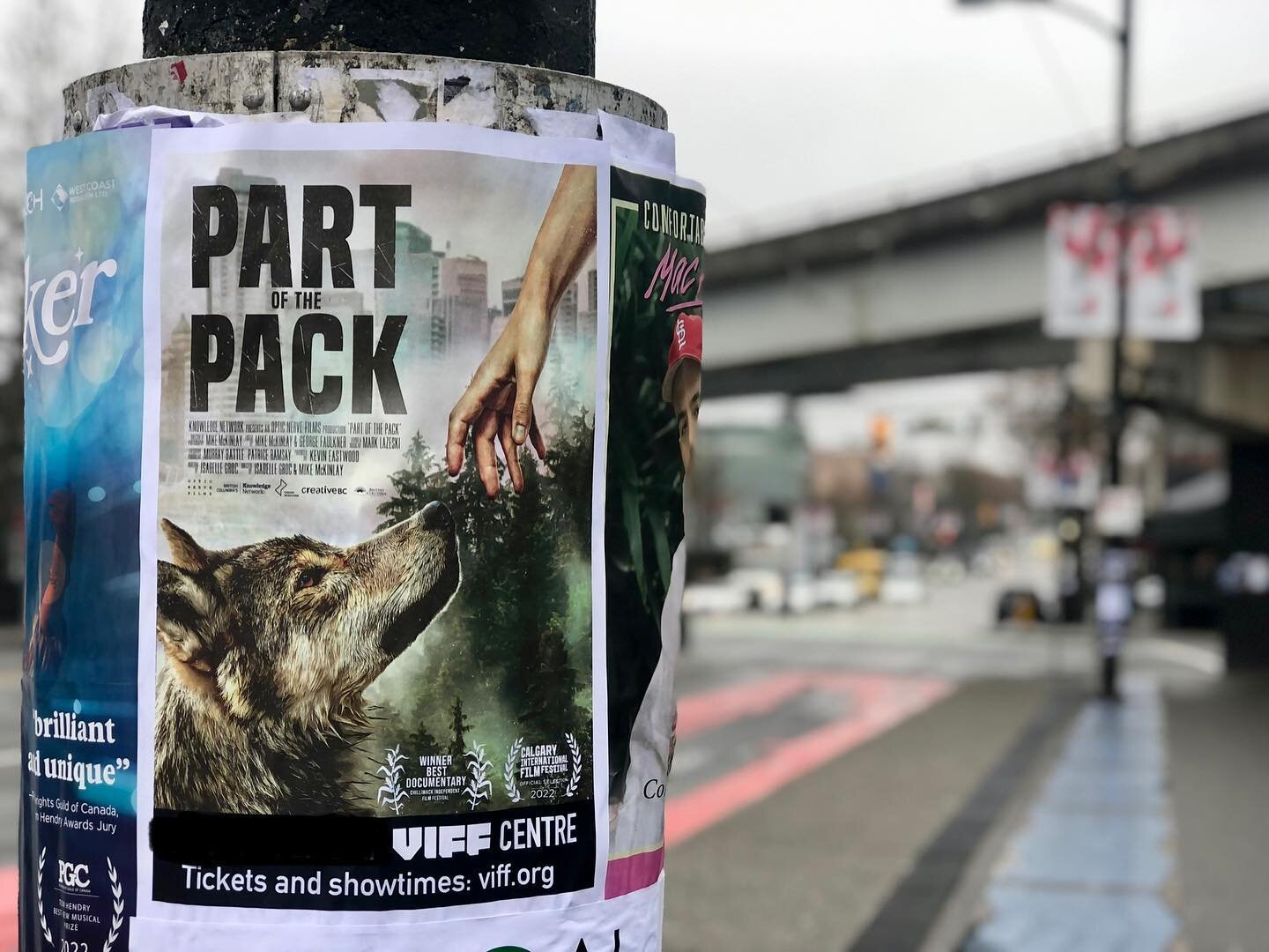 Final Vancouver showing today for our film PART OF THE PACK at the VIFF Theatre! Come check out our film at 4pm. Tickets on sale.. check the link in my bio 🎟️! #wolffilm #partofthepack #documentary #viffcentre #viff #doclife #wolfdocumentary #film