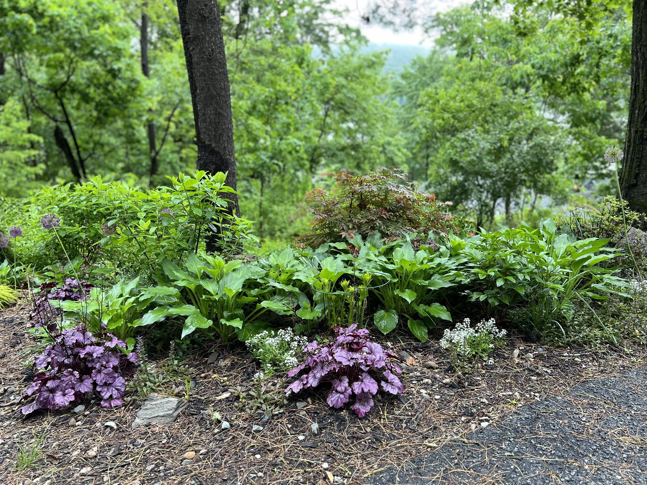 woodland shade garden.jpeg