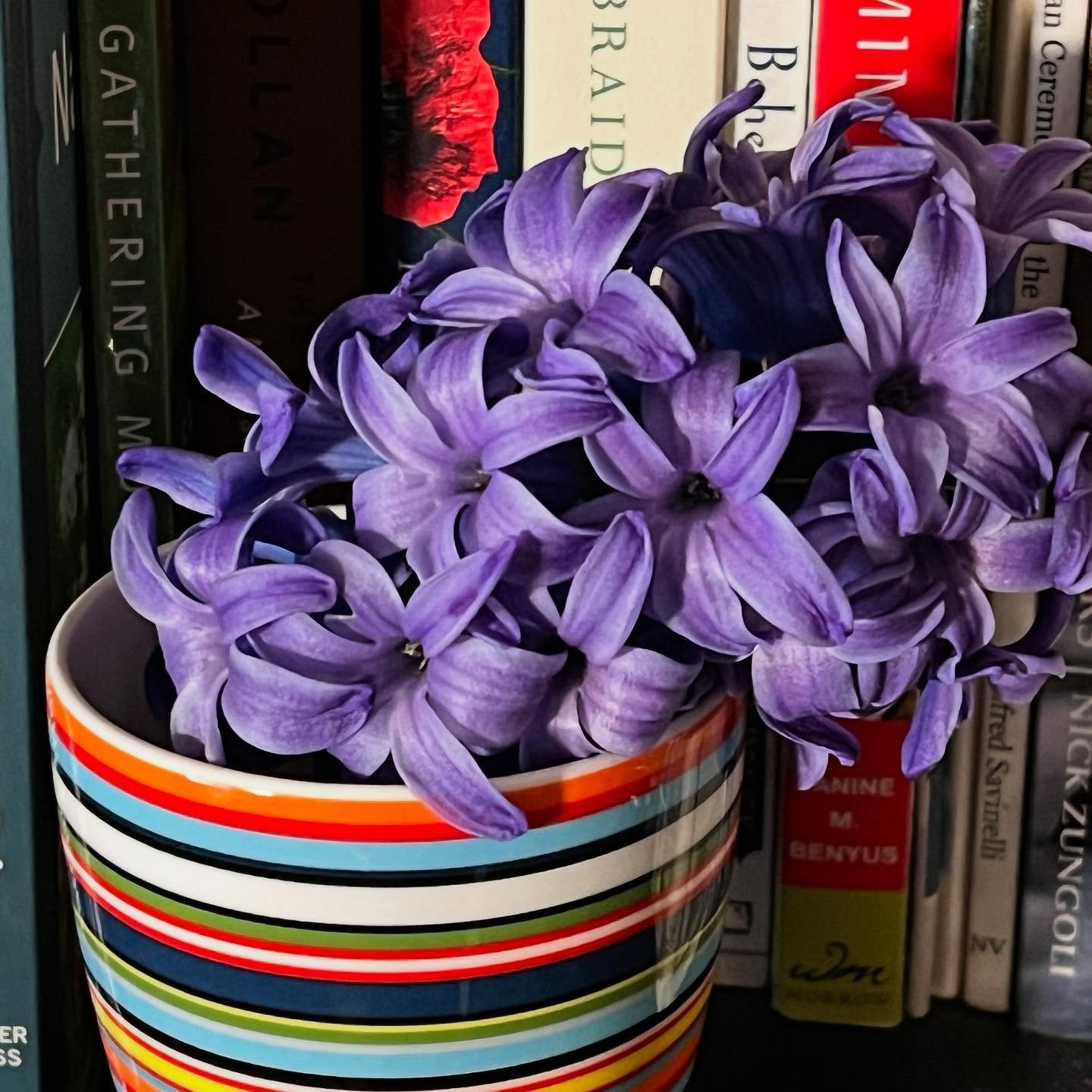 While the deer got most of the hyacinth this year, we were able to clip some to bring inside and enjoy its fragrance for a little longer.

#hyacinth #springephemeral #gardening