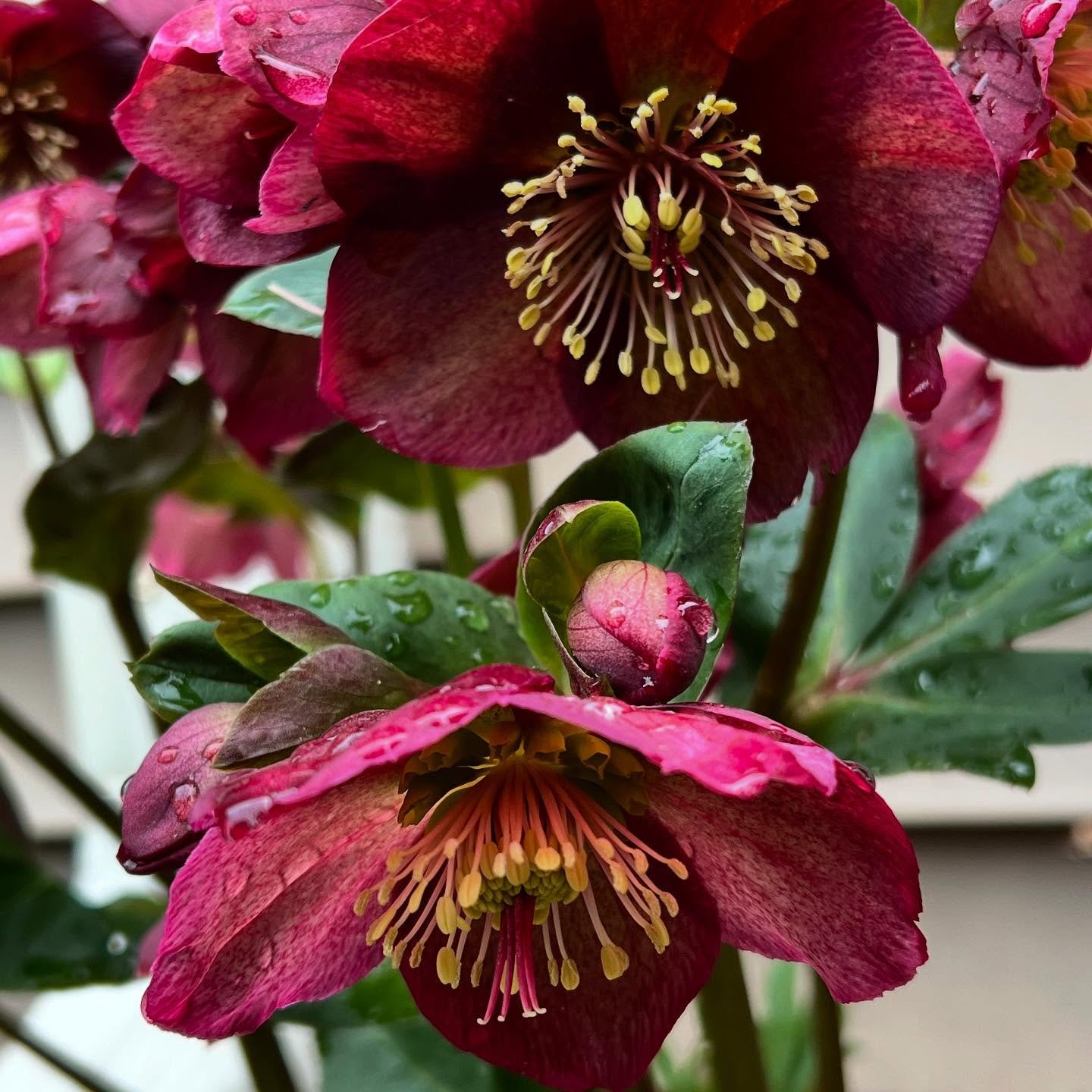 The subtle elegance of hellebores. FYI, though beautiful and understated, handle with care. All hellebores are toxic to humans and pets which makes them deer and rabbit resistant in the garden but not a plant to have indoors with cats and dogs. Wear 
