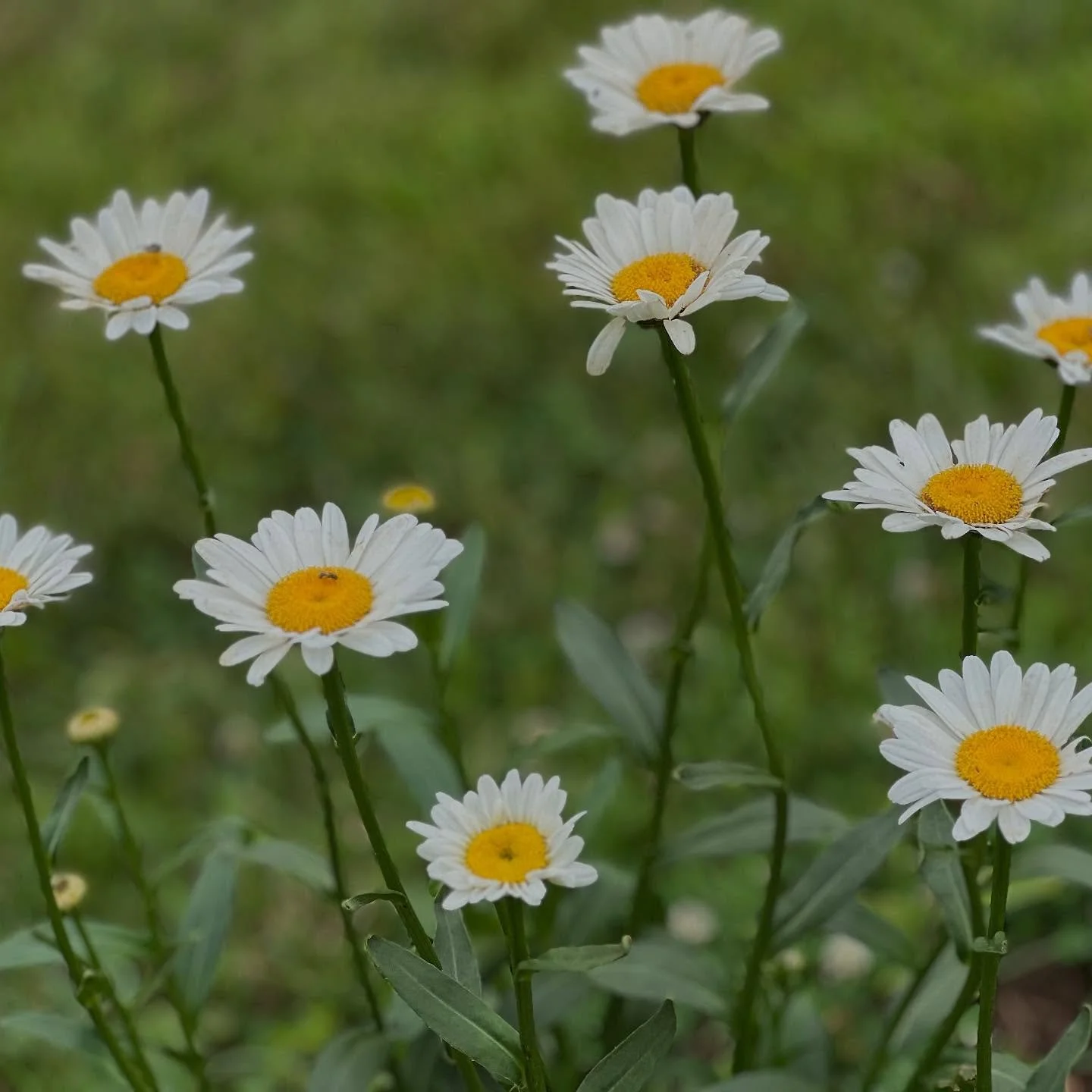 &ldquo;It doesn&rsquo;t have to be
the blue iris, it could be
weeds in a vacant lot, or a few
small stones; just
pay attention, then patch

a few words together and don&rsquo;t try
to make them elaborate, this isn&rsquo;t
a contest but the doorway

i