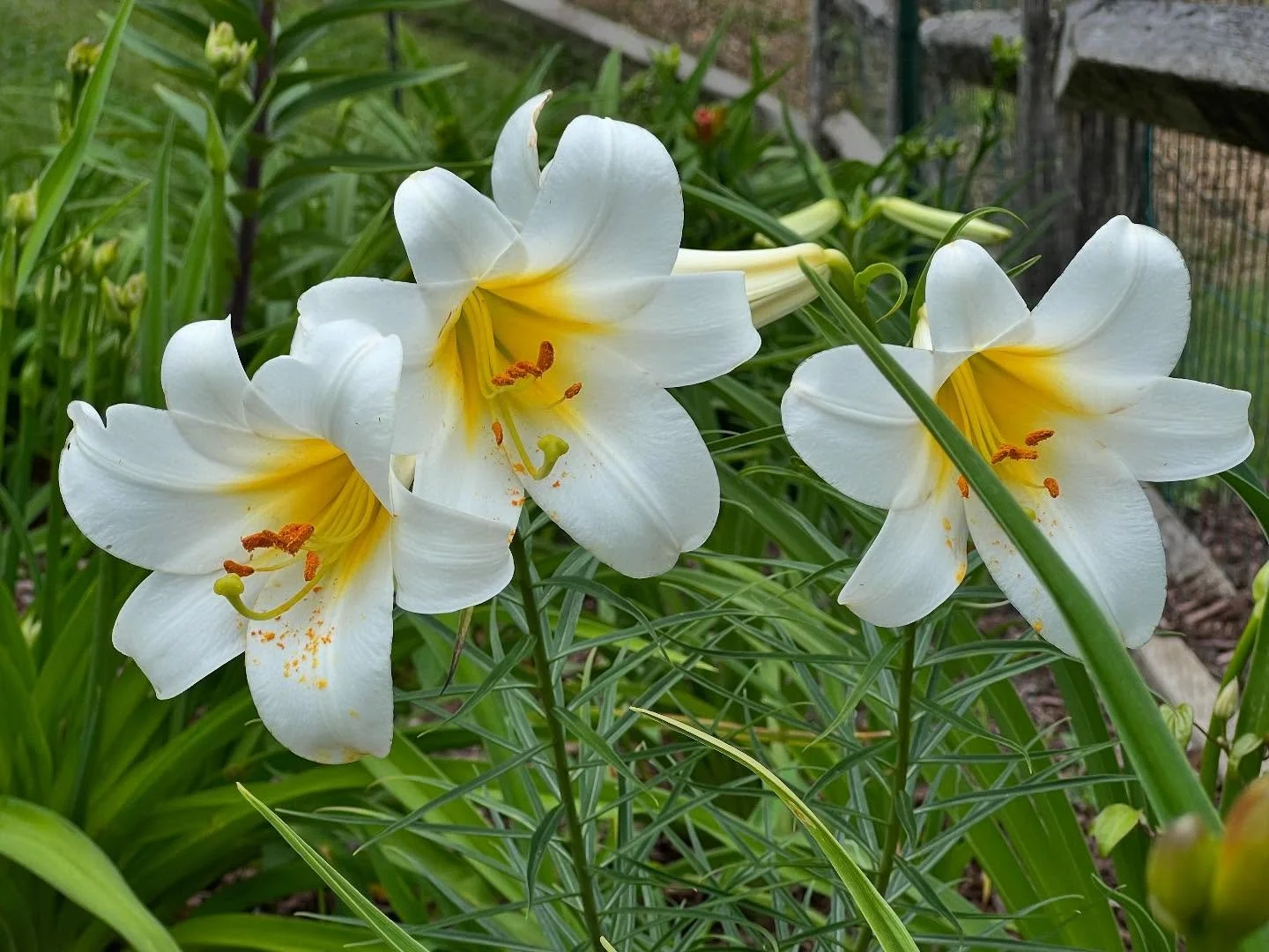 Lilium regale, AKA Royal Lilies, having their moment in the garden! 

#royalliellies #summergardens #hudsonvalleygardens