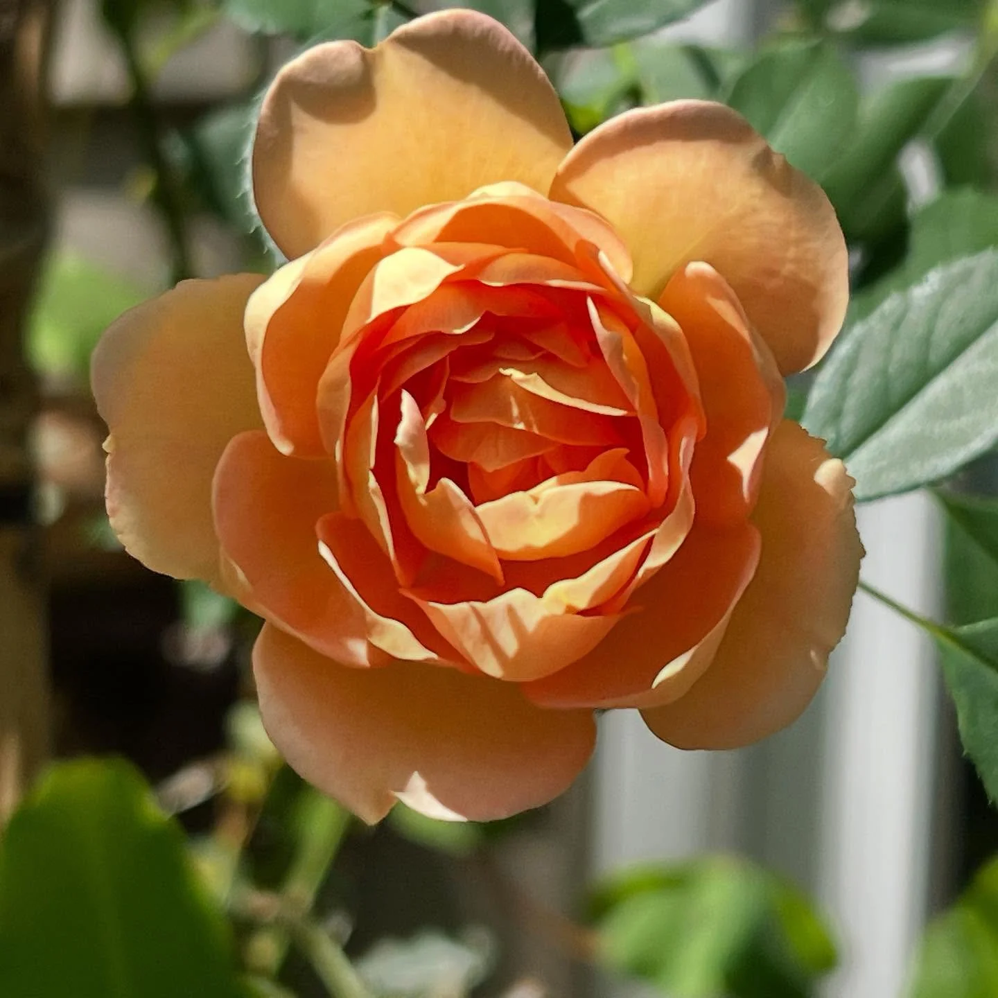 My Lady of Shallot English Roses from @david_austin_roses finally bloomed this morning with such sweet little subtlety fragrant blossoms.

#rosegarden #summerblooms #gardendesign