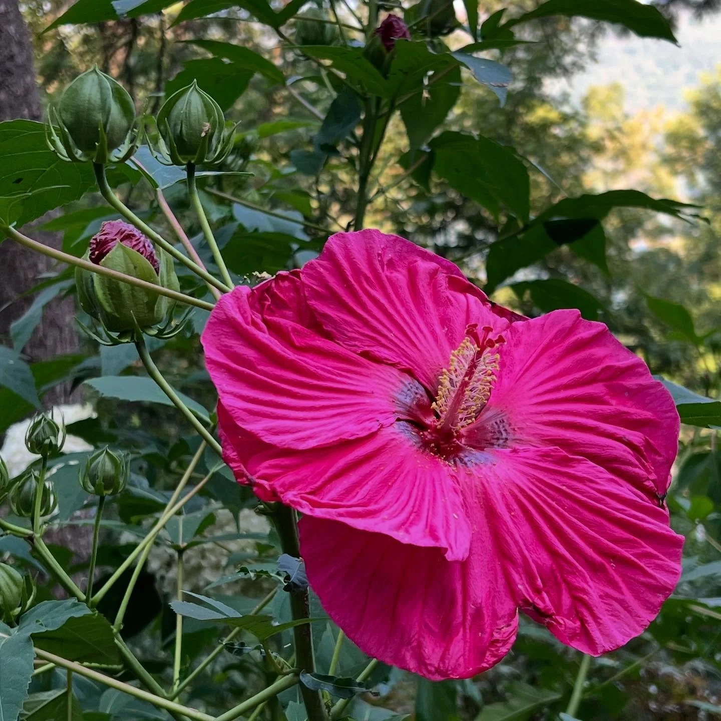 These dog days of summer produce some of the most beautiful and ostentatious expressions in the garden.

#summerblooms #dogdaysofsummer #hibiscus