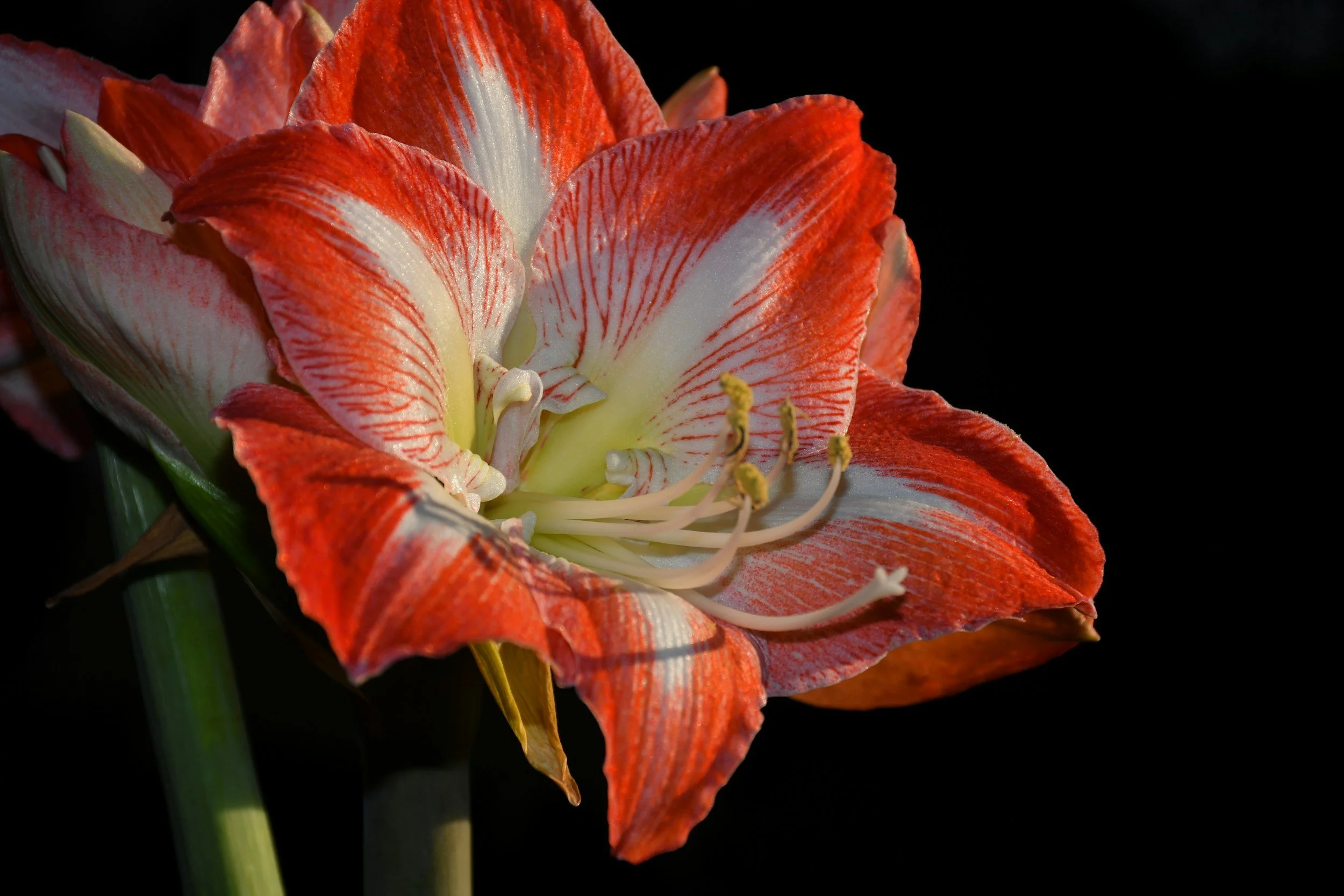 8. Amaryllis