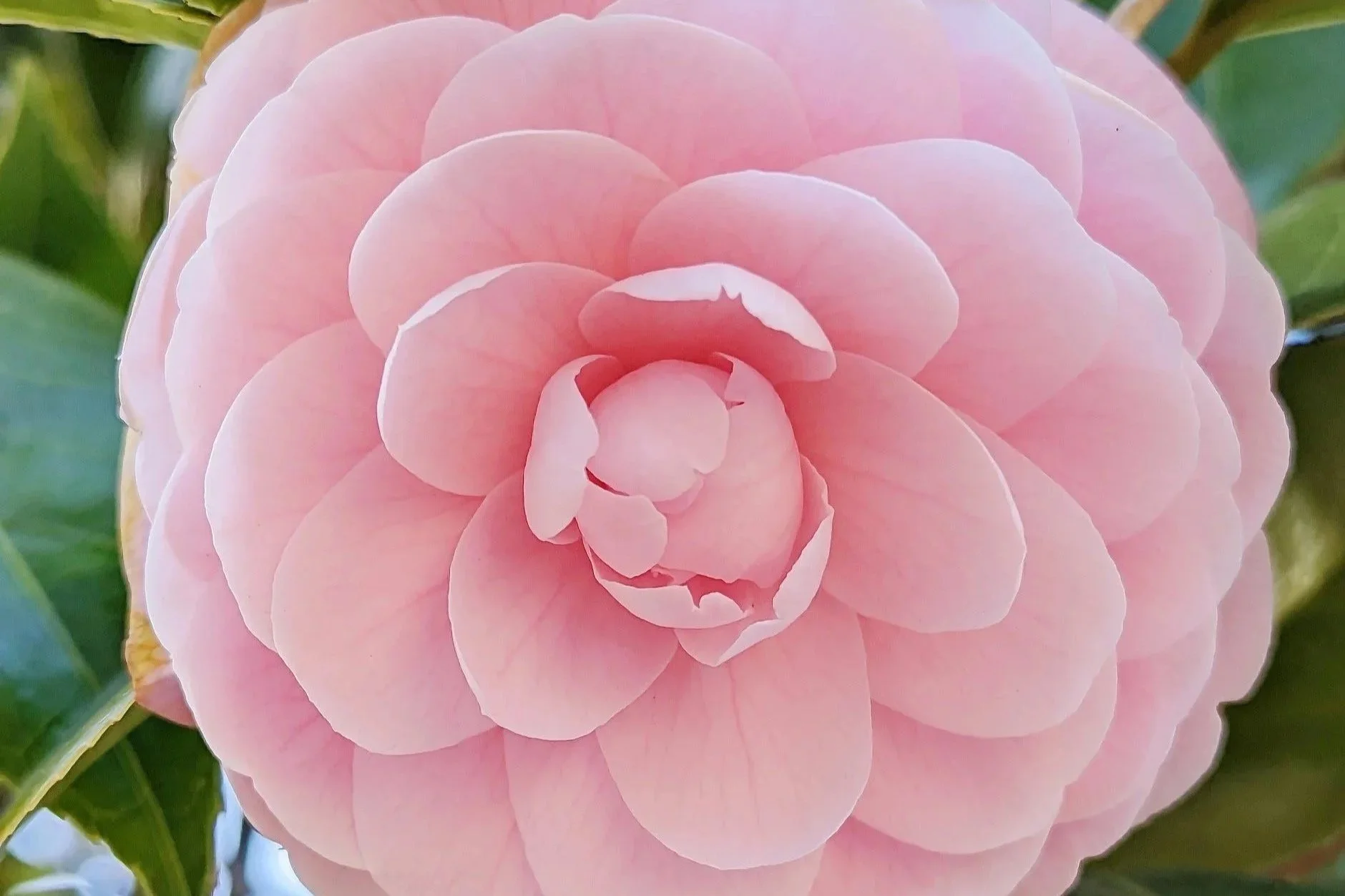 2. Camellias