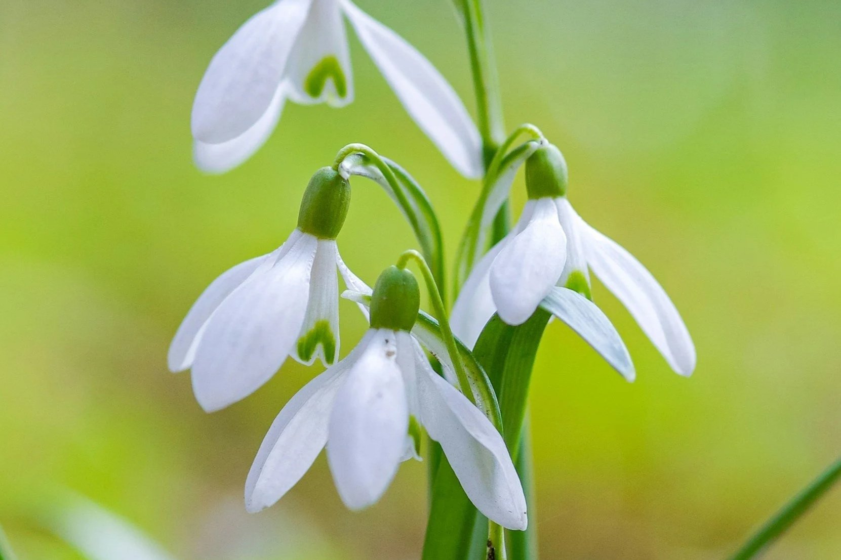 4. Snowdrops