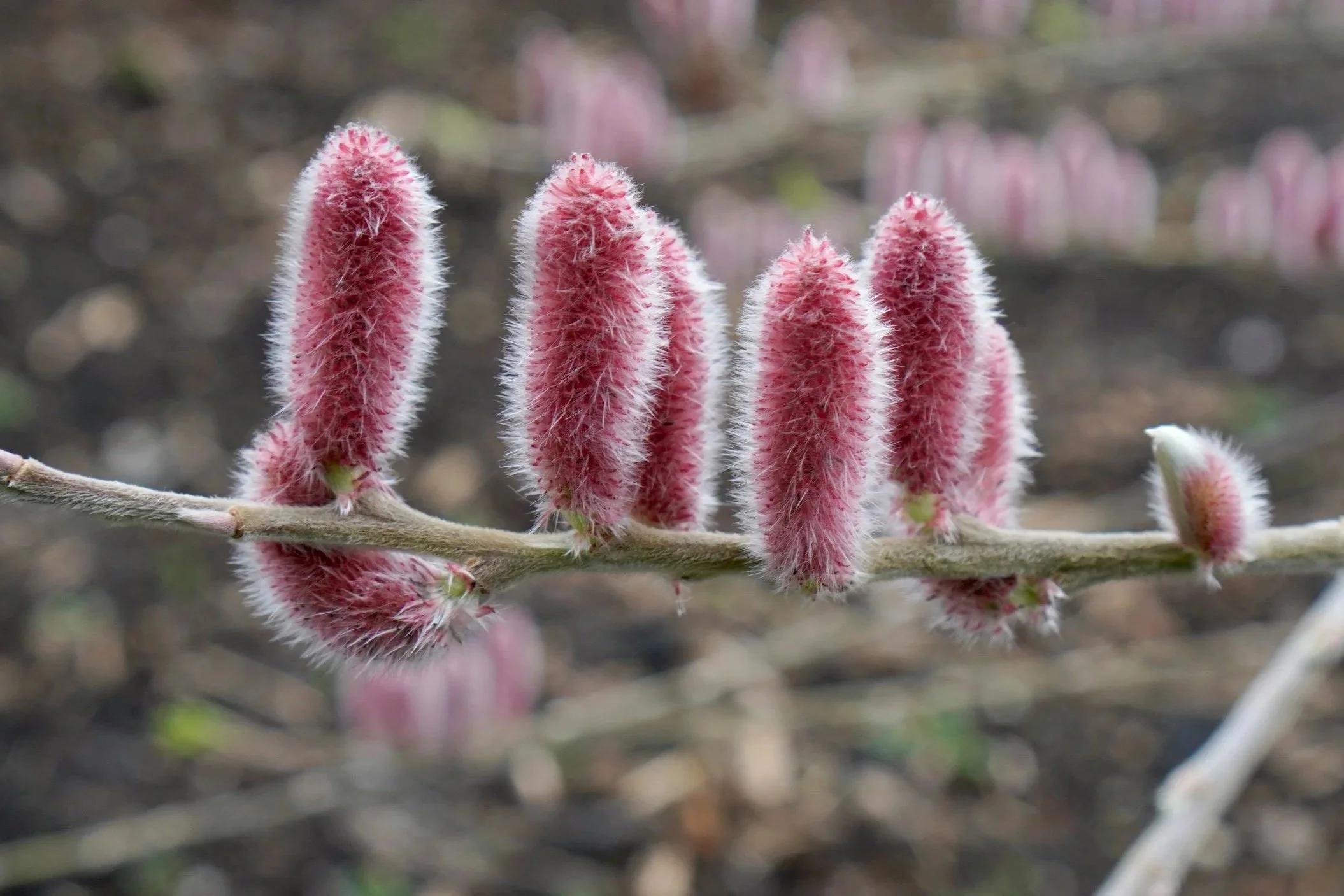 6. Pussy Willow