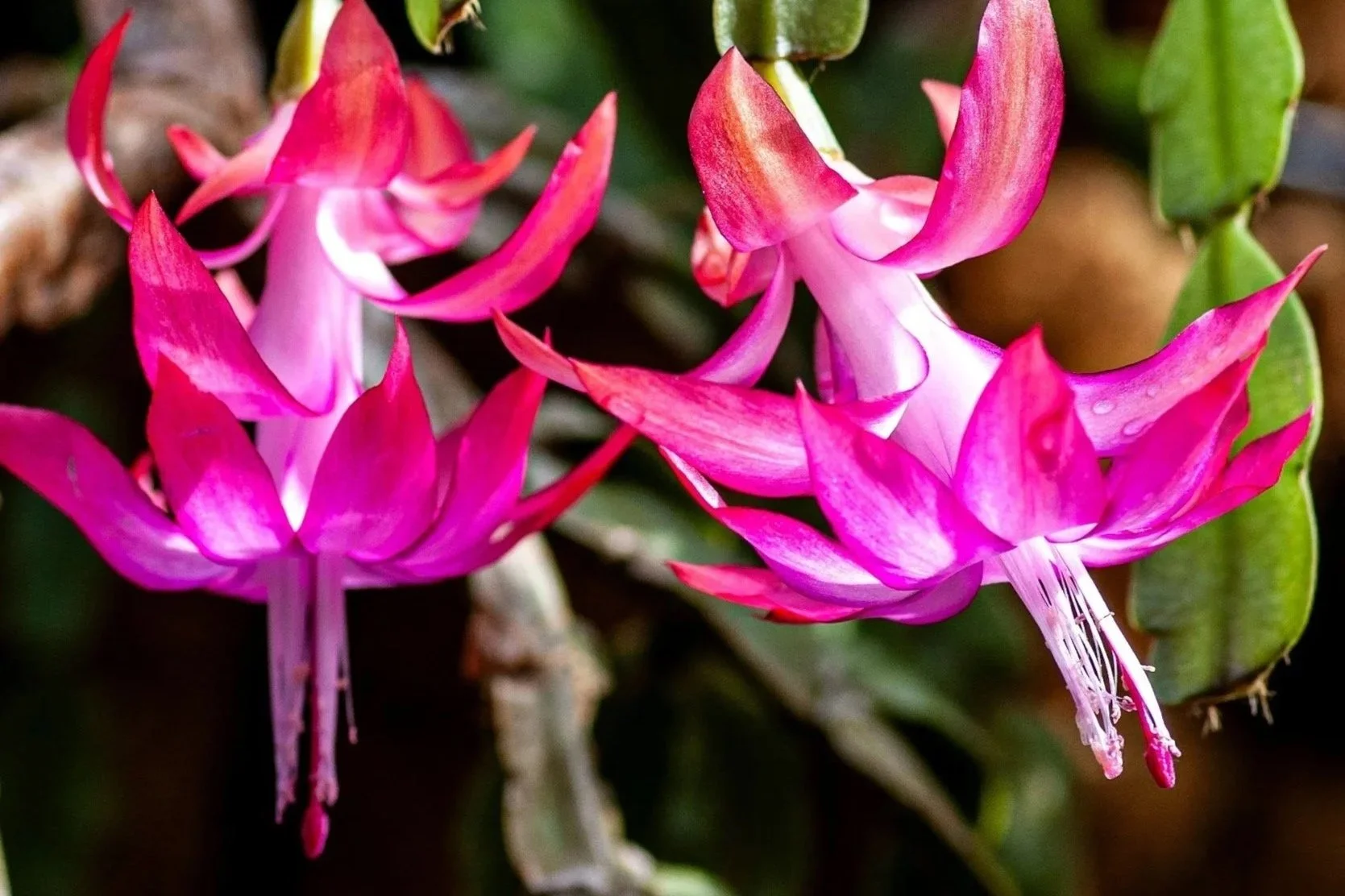 10. Christmas Cactus
