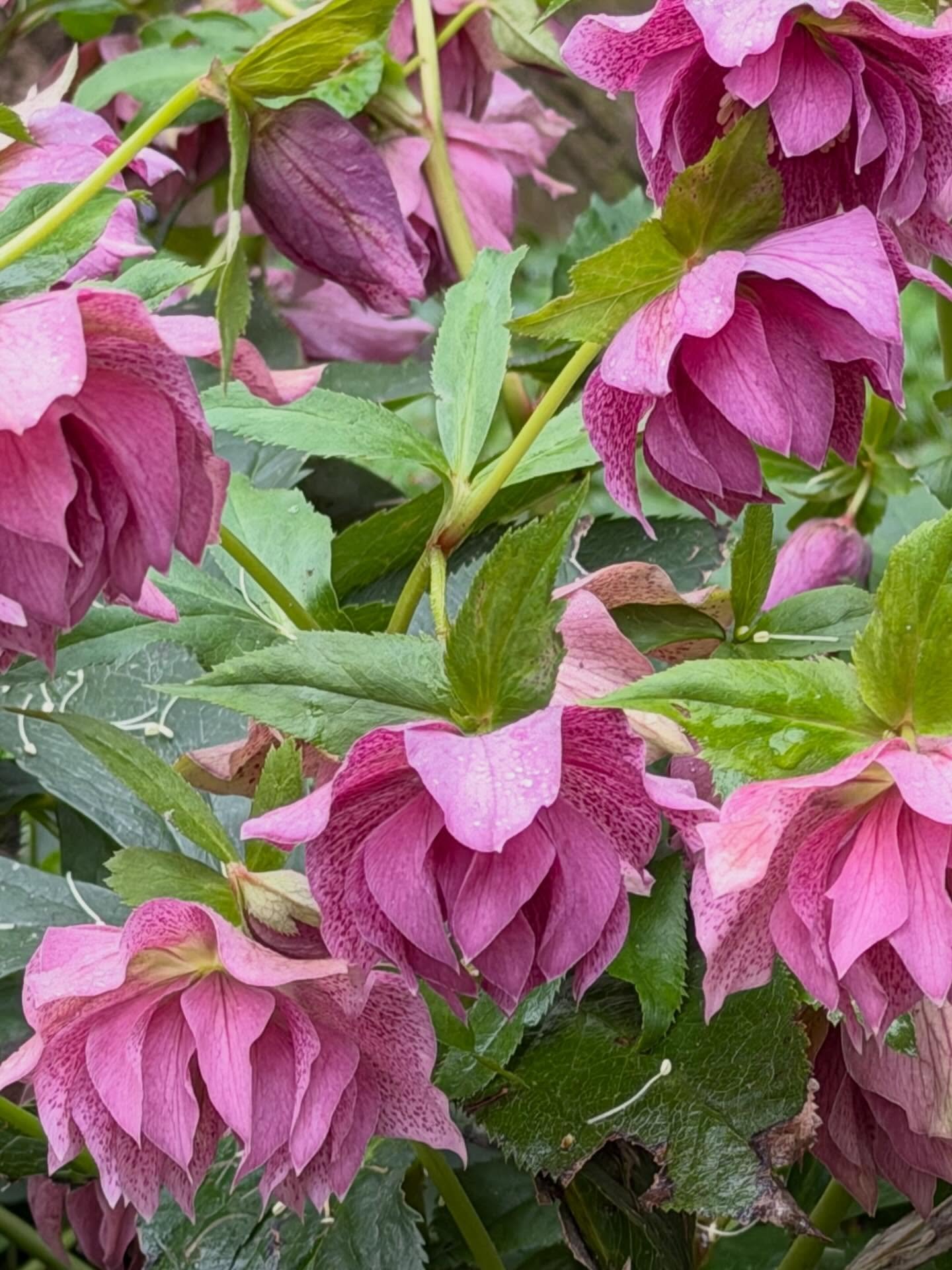 &ldquo;Rising leathery green against the brown... resiliency, rebirth. The promise of Spring. But they did not have to mean anything in particular... I simply wanted them to continue being themselves, and for myself to learn.&rdquo;. &mdash; Theodora