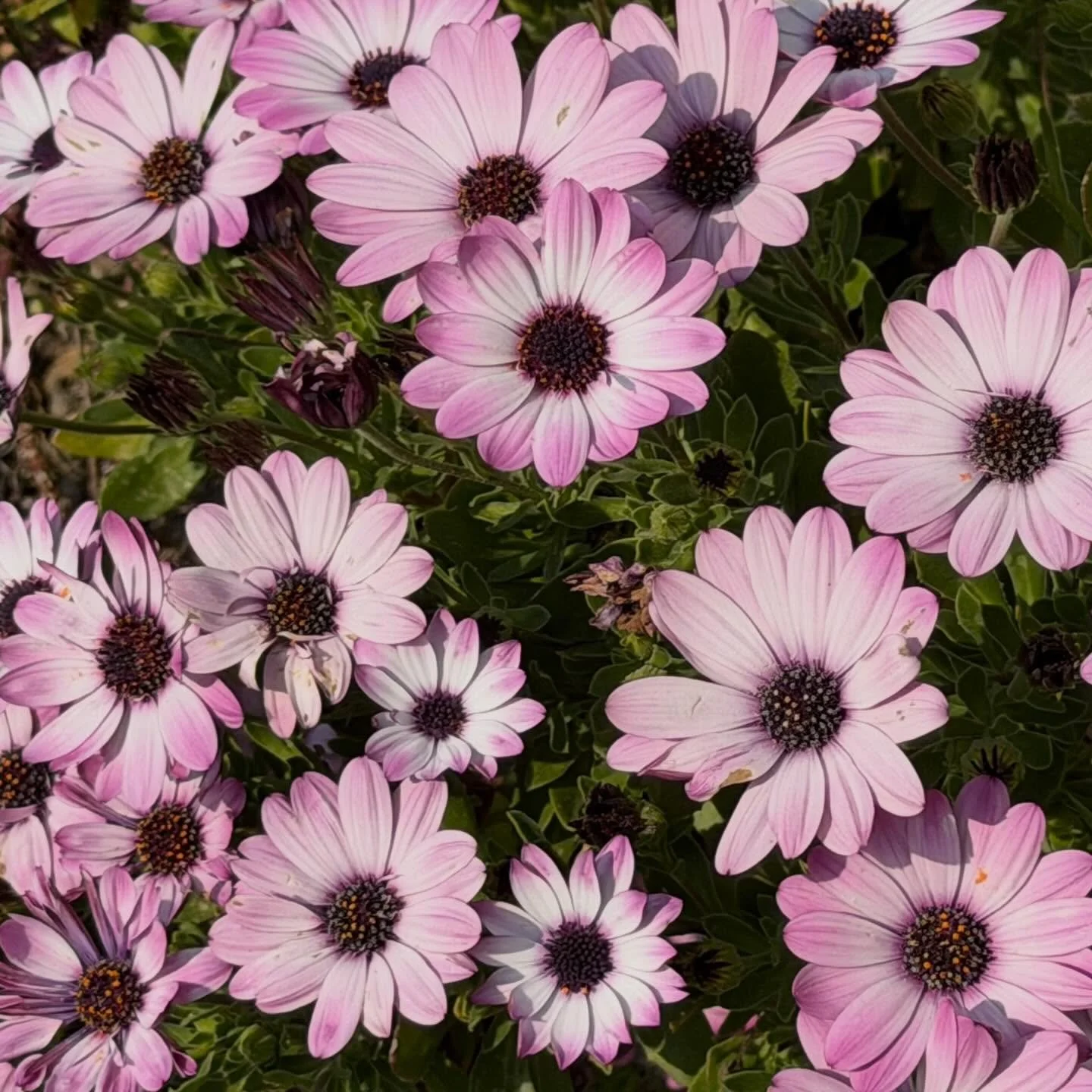 Cape Marguerite? In #florence #firenze #giardinoboboli