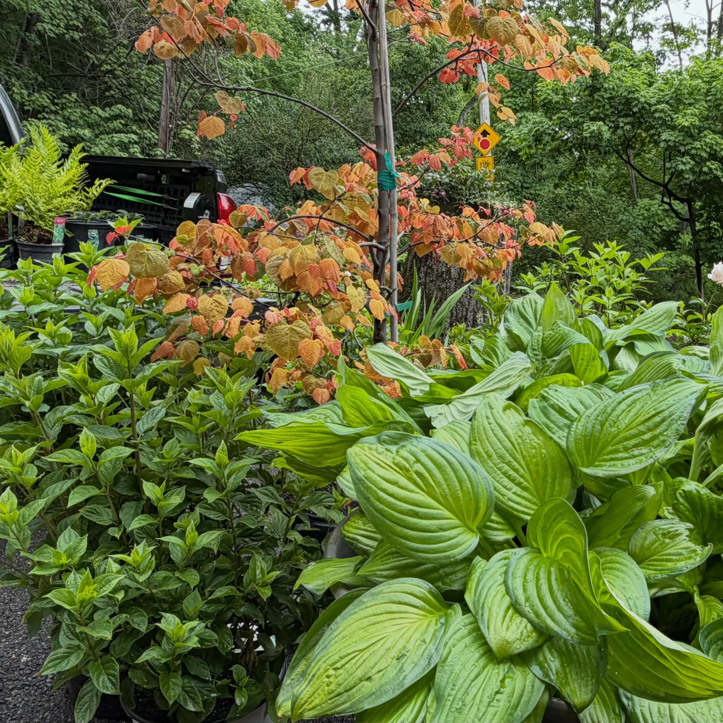 Everyday this week is a new truckload full of plants, coming and going, from nursery to clients, garden designs taking shape&hellip;. #springgarden #gardendesign #horticulture