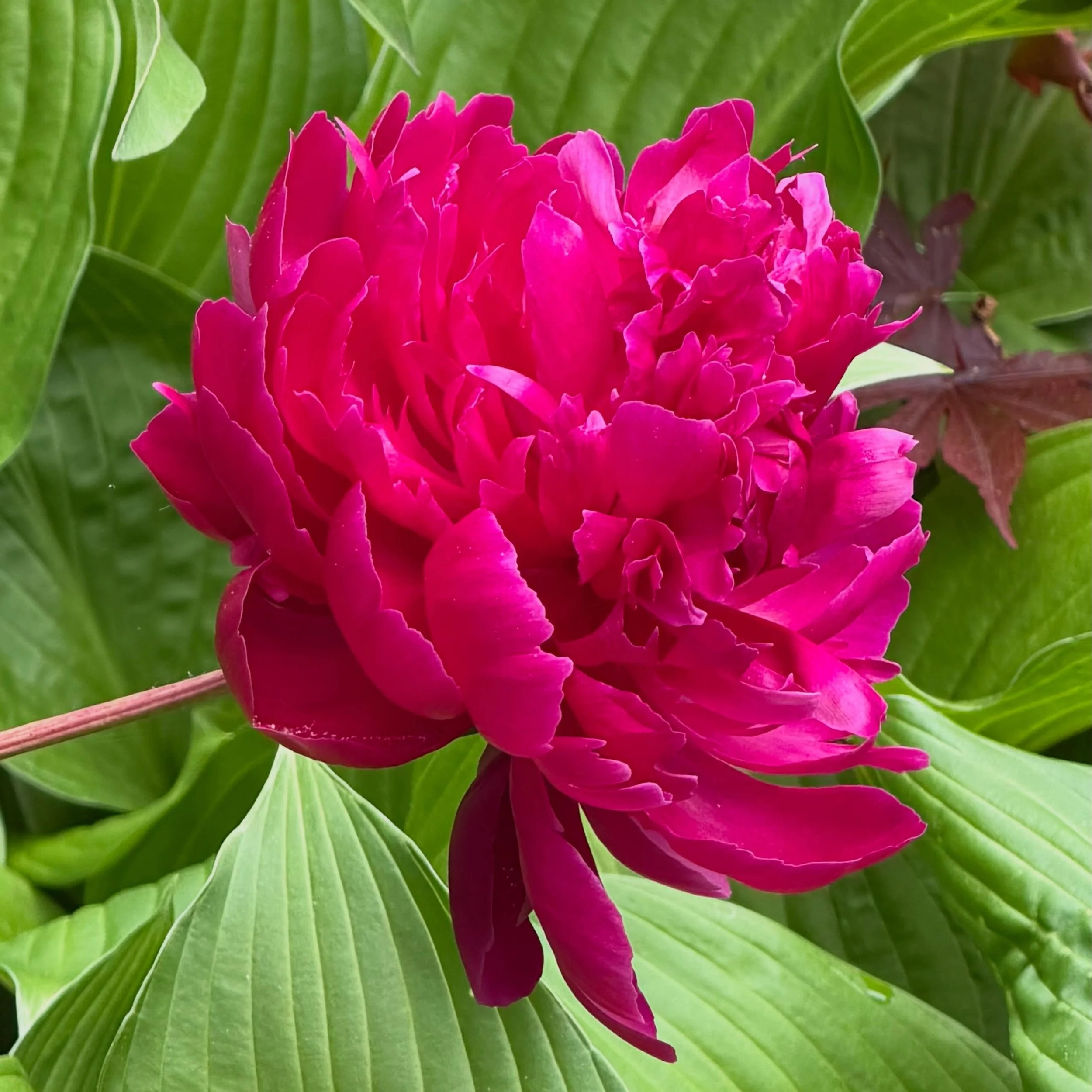&ldquo;The river is smooth and calm this evening, The peony flowers bloom. The moon floats on the current.&rdquo; &mdash; Qian Qi (Tang Dynasty)

#springblooms #peony #horticultural