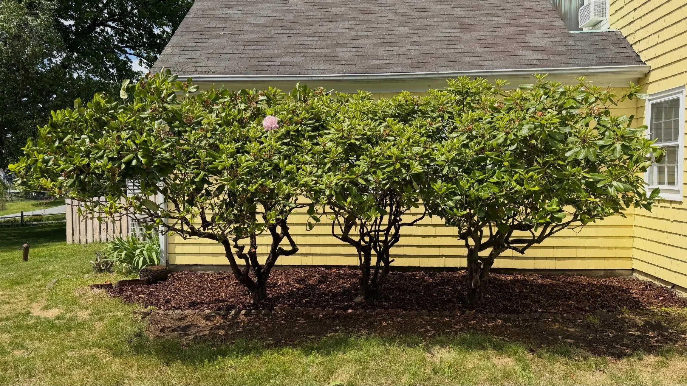 An after and before shot of a rhododendron rejuvenation. Usually I&rsquo;d prune down and back on these, but deer ate the bottoms this winter and caused quite a bit of die back&hellip;so we decided to lift them up instead&hellip; now we&rsquo;ve got 