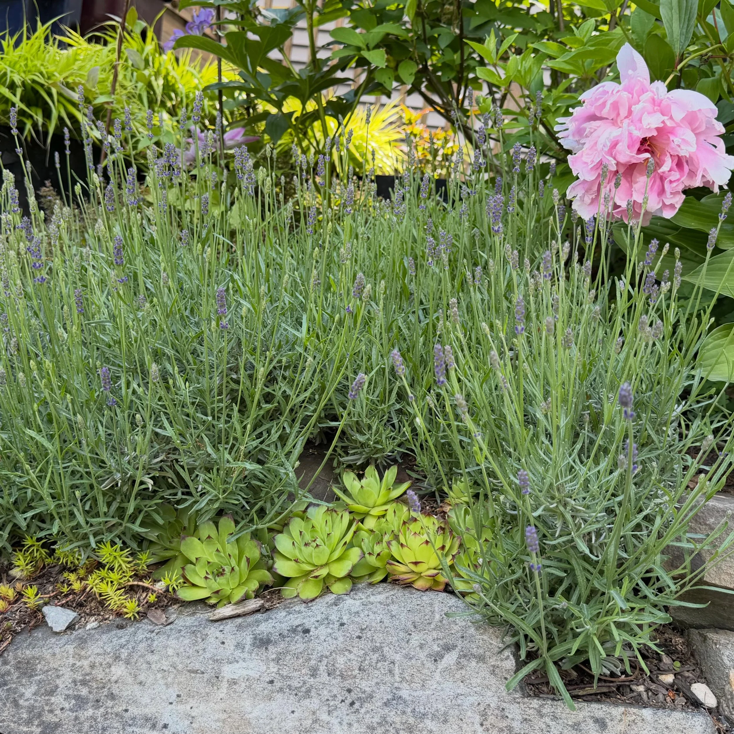 @raincarverstudios designs some slippery slopes. Rock gardens, for sun or shade, are on of our specialties!

#rockgarden #shadegarden #horticultural