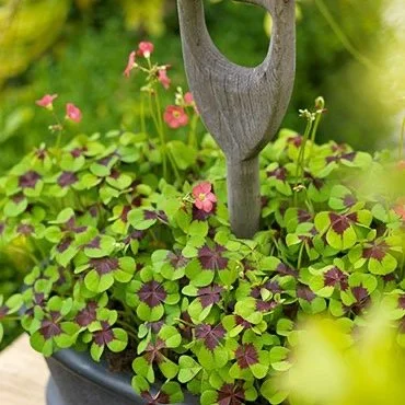 78131-iron-cross-oxalis.jpg