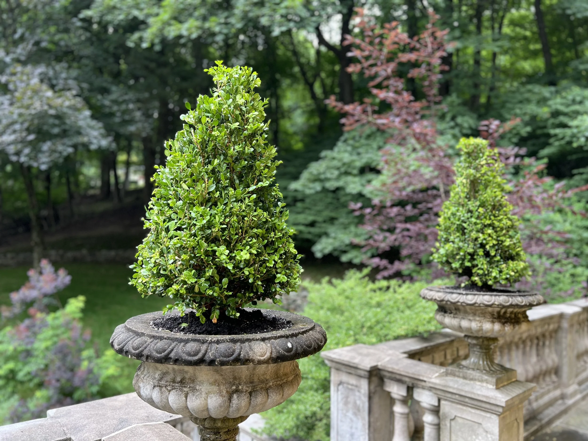 Topiary Urn.jpeg