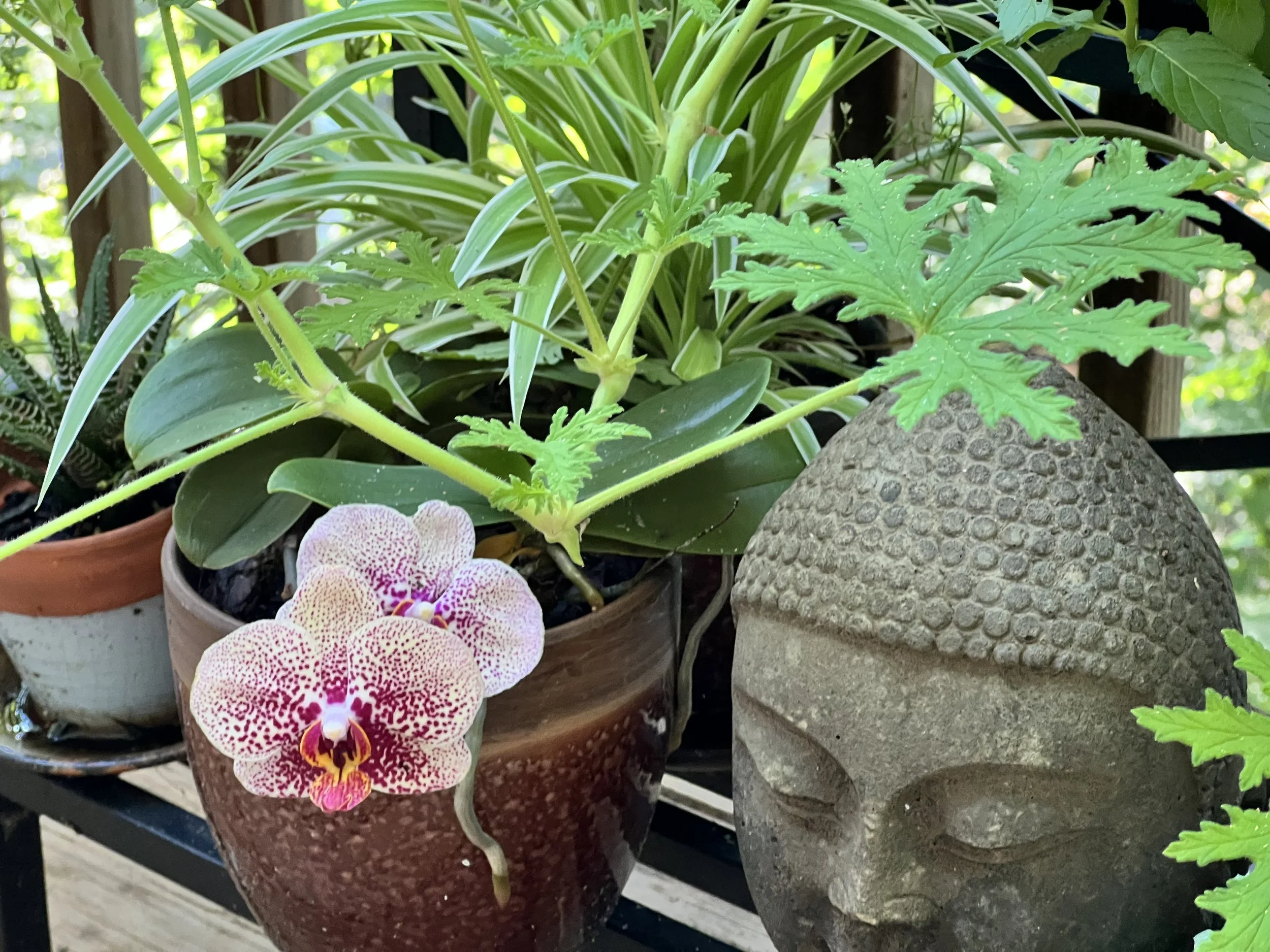 Herb Zen Garden.jpeg