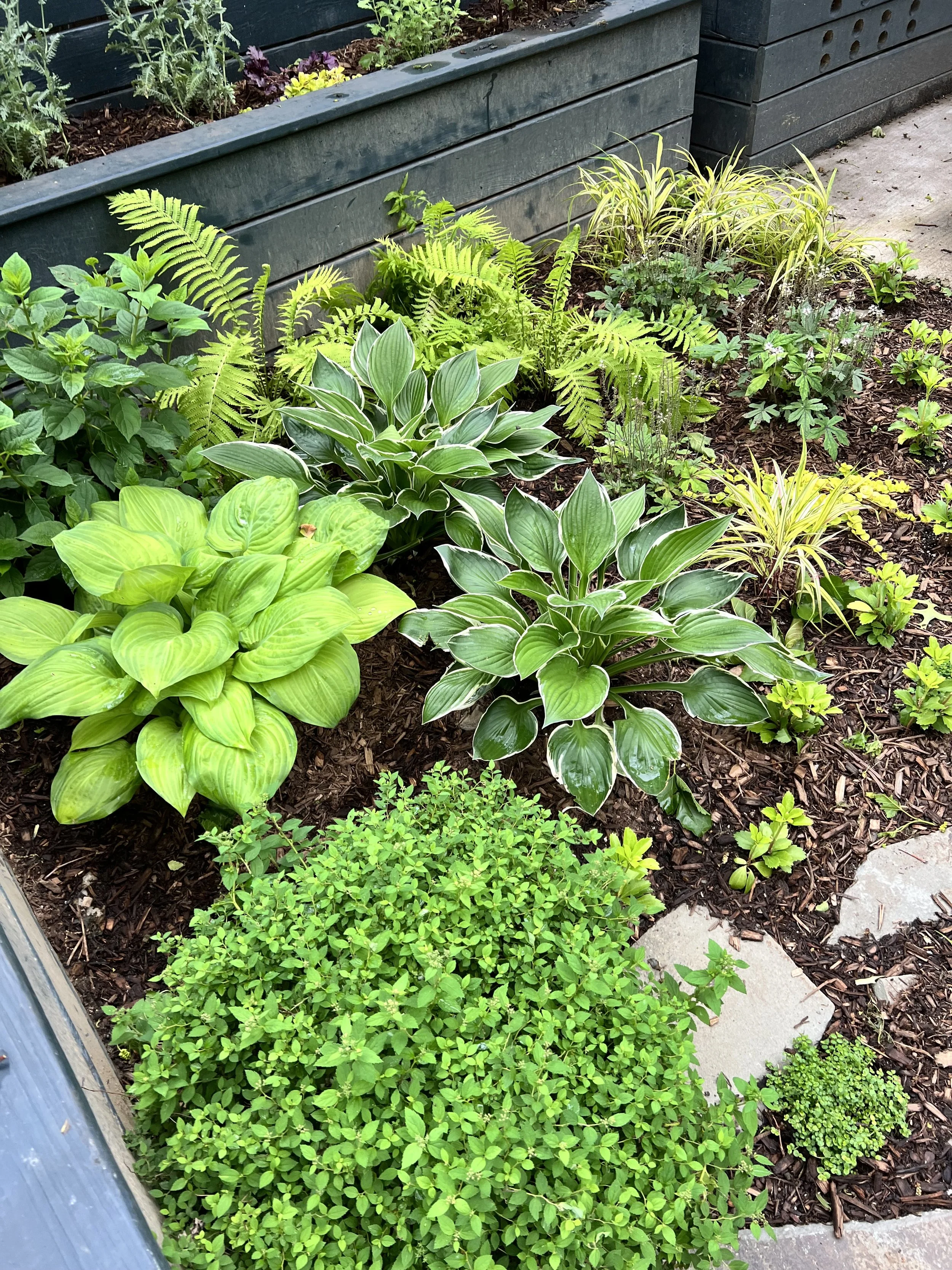 hostas.jpeg